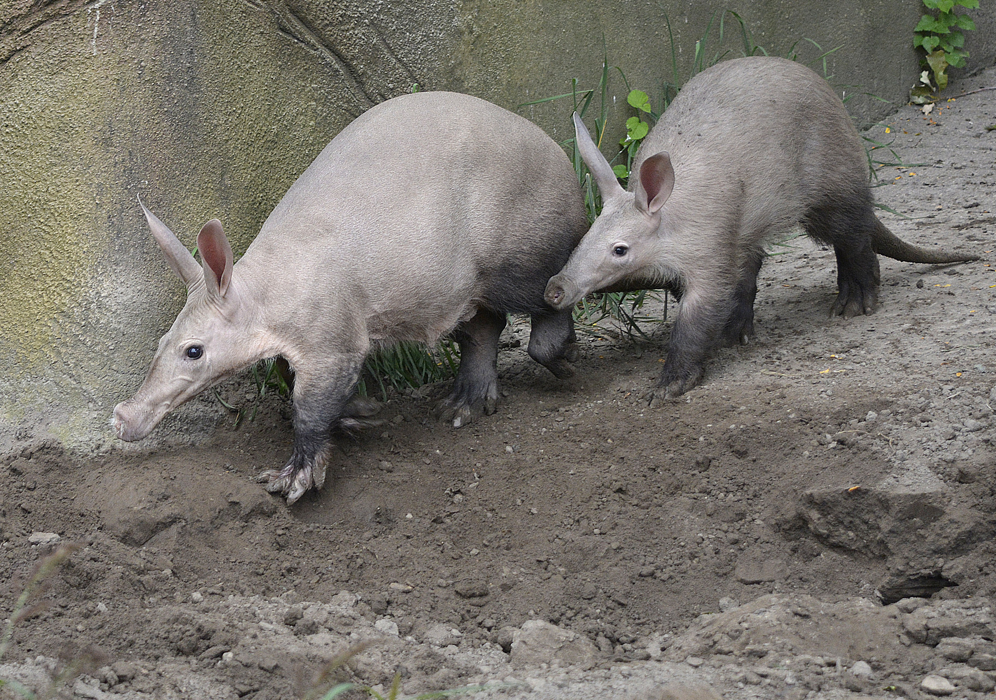 Aardvark, Animal welfare, Detroit zoological society, Well-being, 2050x1440 HD Desktop