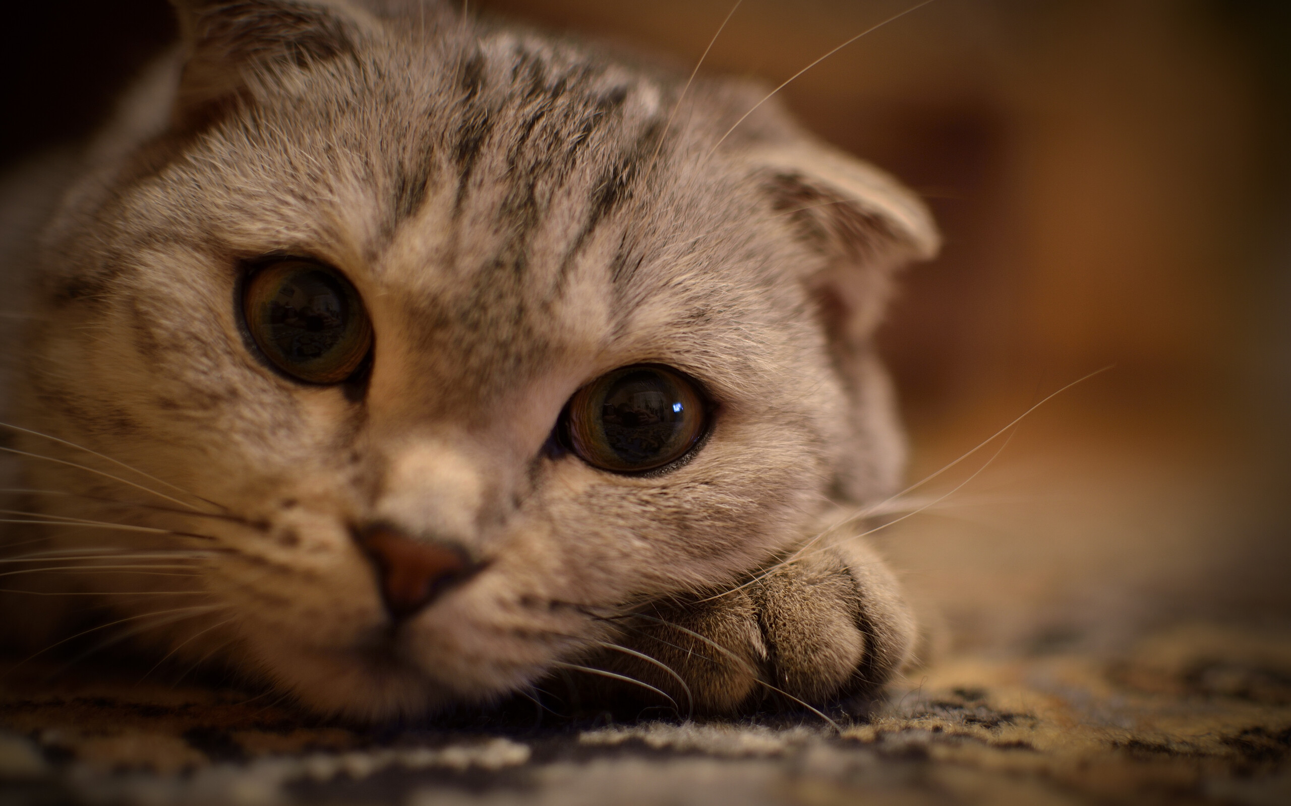 Scottish Fold: A popular choice due to its sweet nature and entertaining disposition, Domestic short-haired cat. 2560x1600 HD Background.