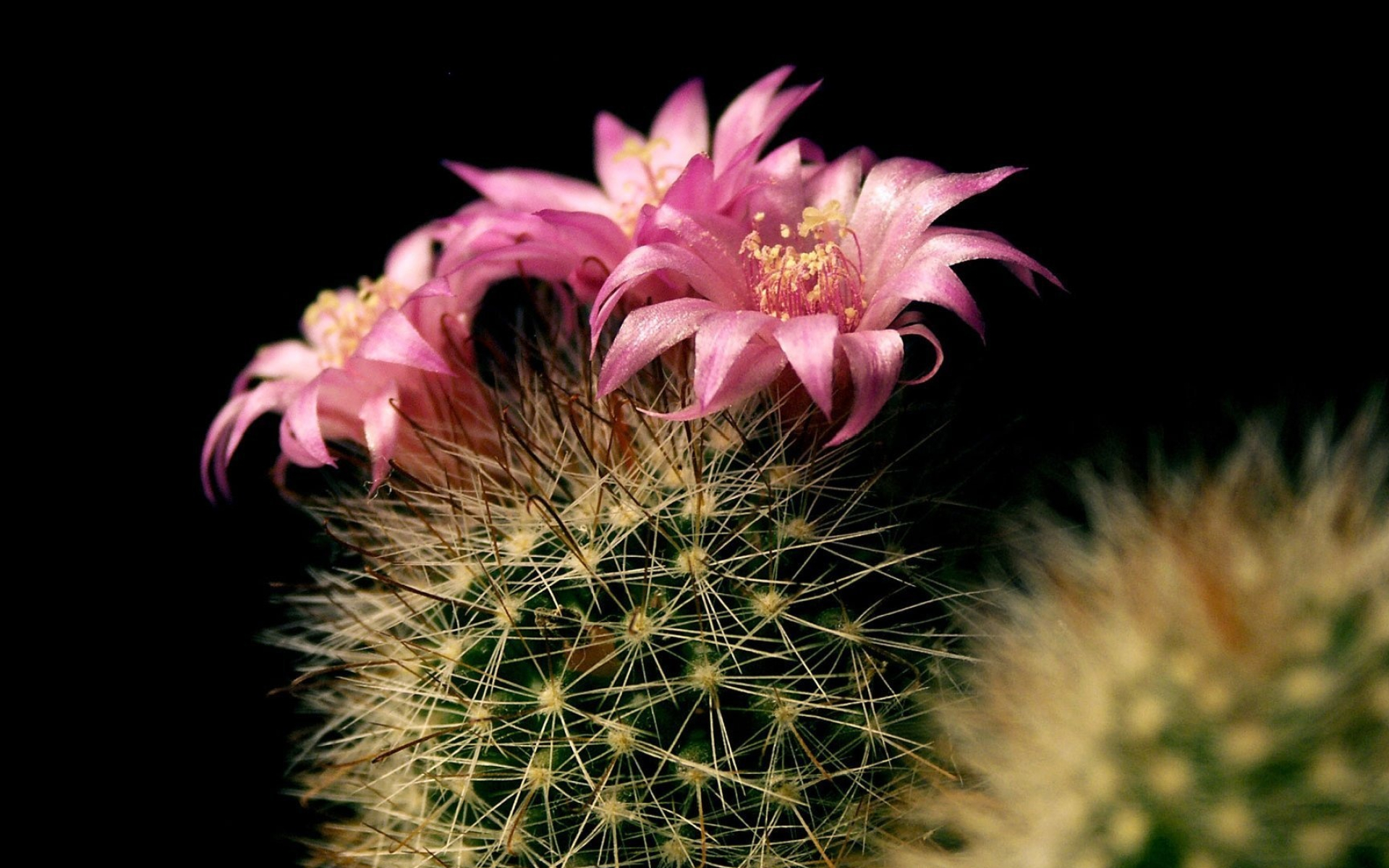 Cactus: Shallow root systems range widely in area to absorb superficial moisture. 1920x1200 HD Background.
