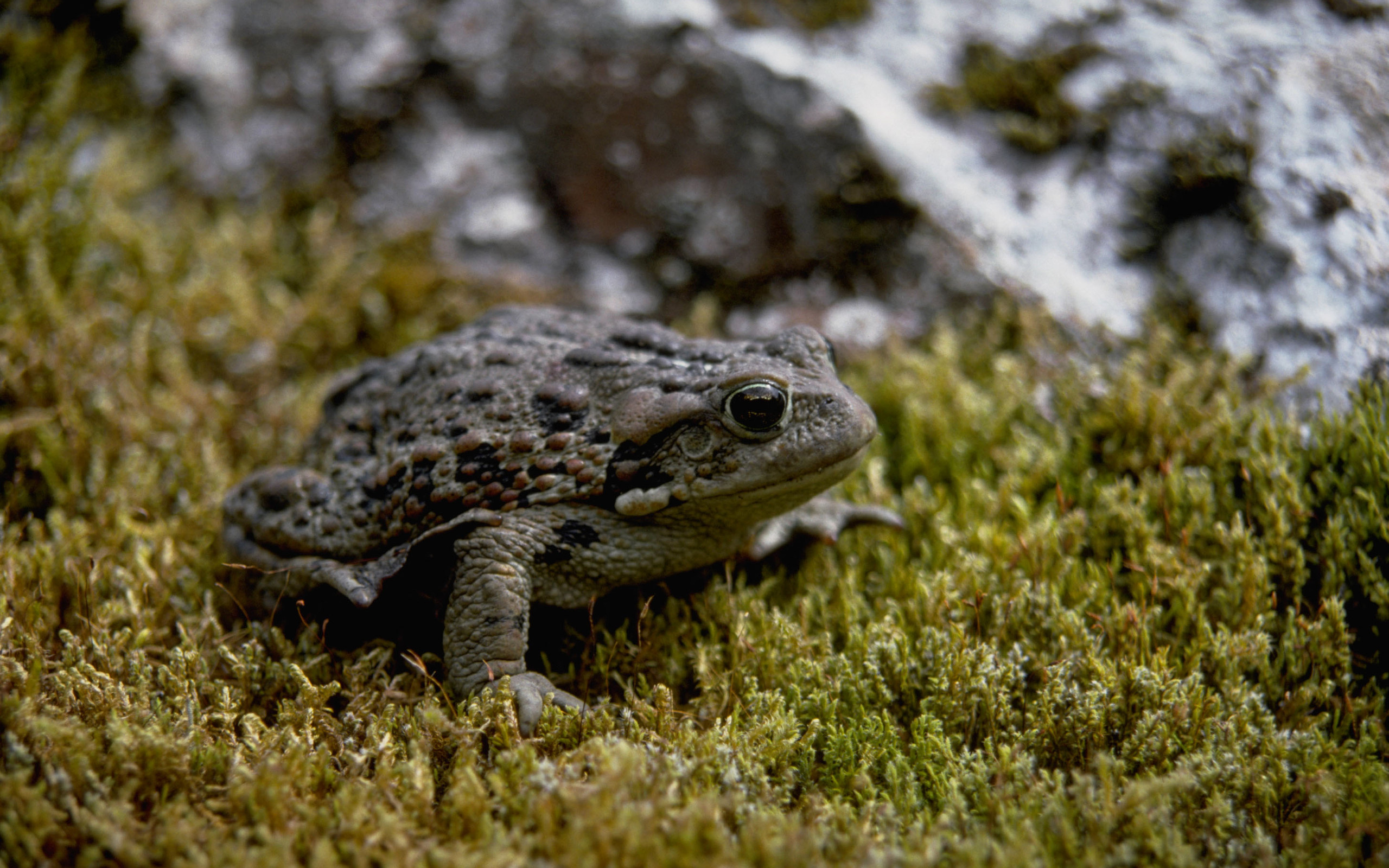 Toad wallpaper, Eye-catching design, Toad's charm, Nature's allure, 2560x1600 HD Desktop