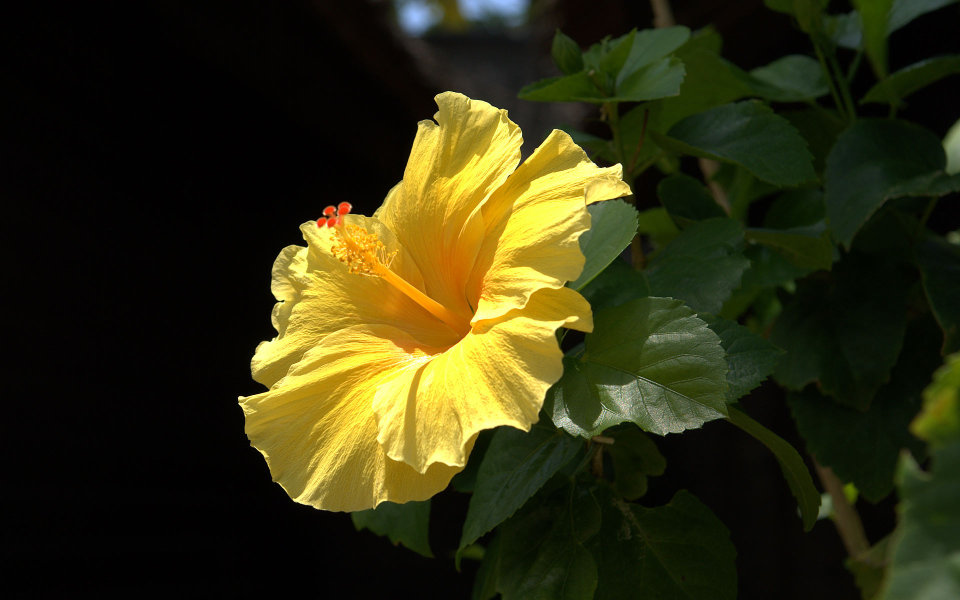 Hibiscus in Hawaii, Malavaceae family, Tropical delight, Nature's gift, 1920x1200 HD Desktop