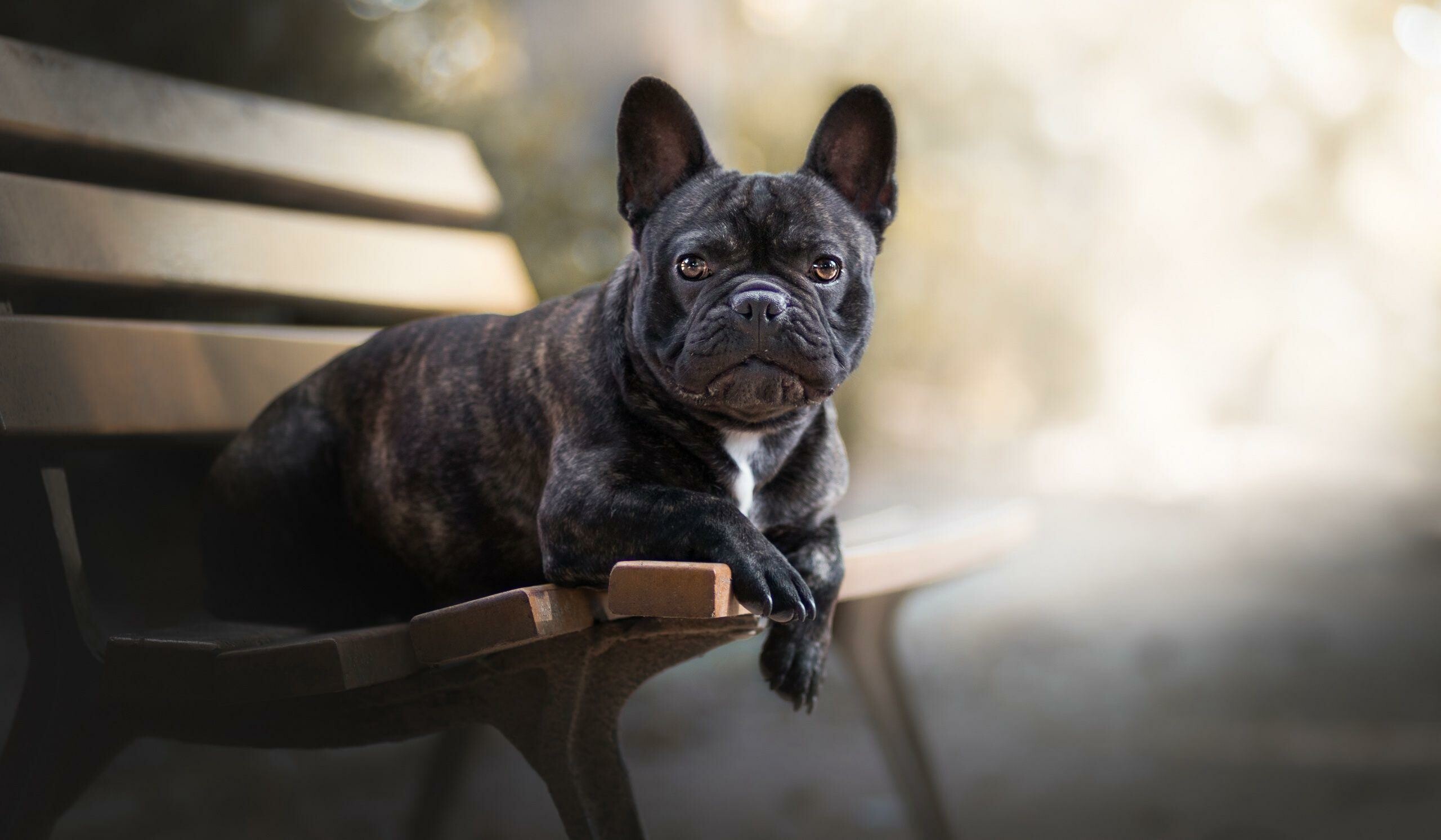 French Bulldog: The breed has heavy bone structure, a smooth coat, a short face and trademark “bat” ears. 2560x1500 HD Wallpaper.