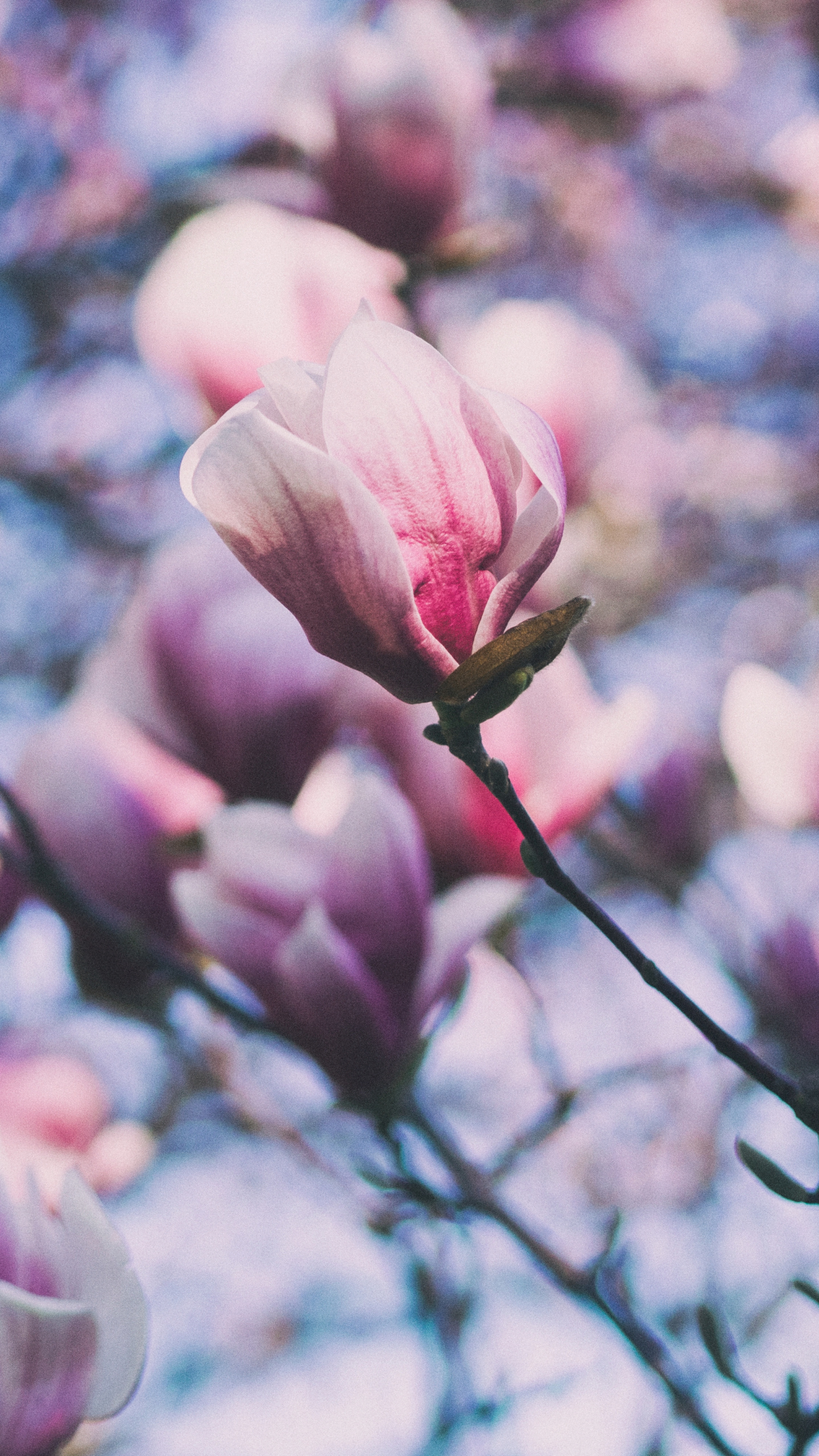 Earth magnolia, Nature's marvel, Planet's flora, Breathtaking beauty, 1440x2560 HD Handy
