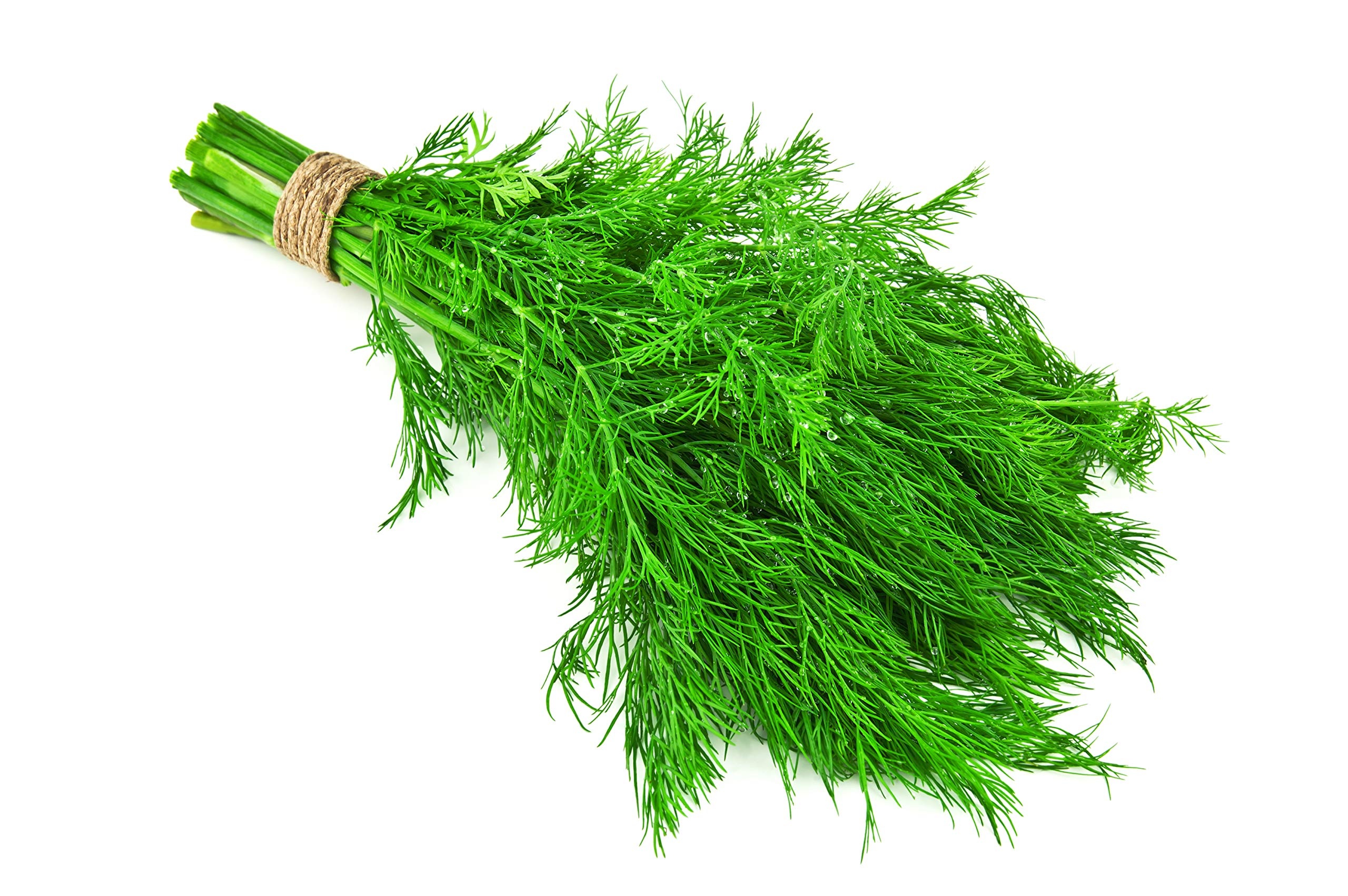 Dwarf fernleaf dill, Compact herb, Patio gardening, Lush green appearance, 2560x1710 HD Desktop