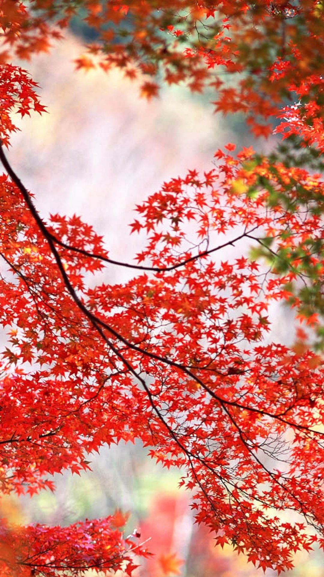 Red maple leaves, Autumn vibes, Phone wallpaper, Japanese maple tree, 1080x1920 Full HD Handy