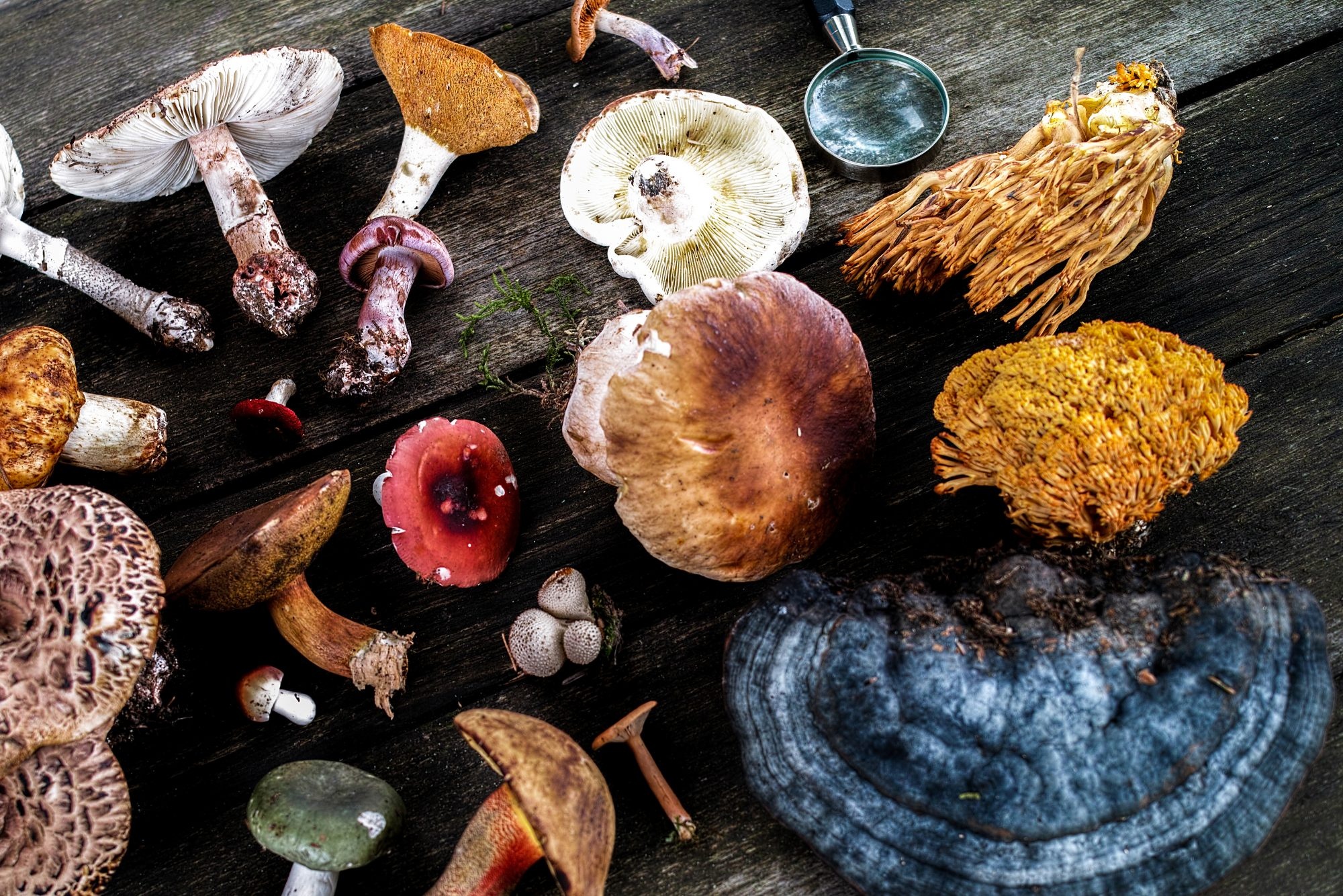 Medicinal mushrooms, Health benefits, Natural remedies, Holistic wellness, 2000x1340 HD Desktop