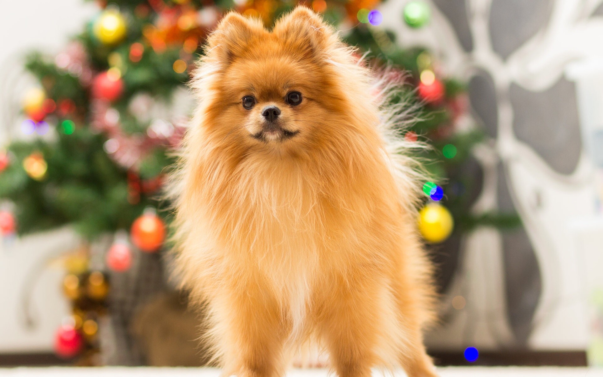 Pomeranian, High-quality wallpapers, Fluffy dog, Christmas theme, 1920x1200 HD Desktop