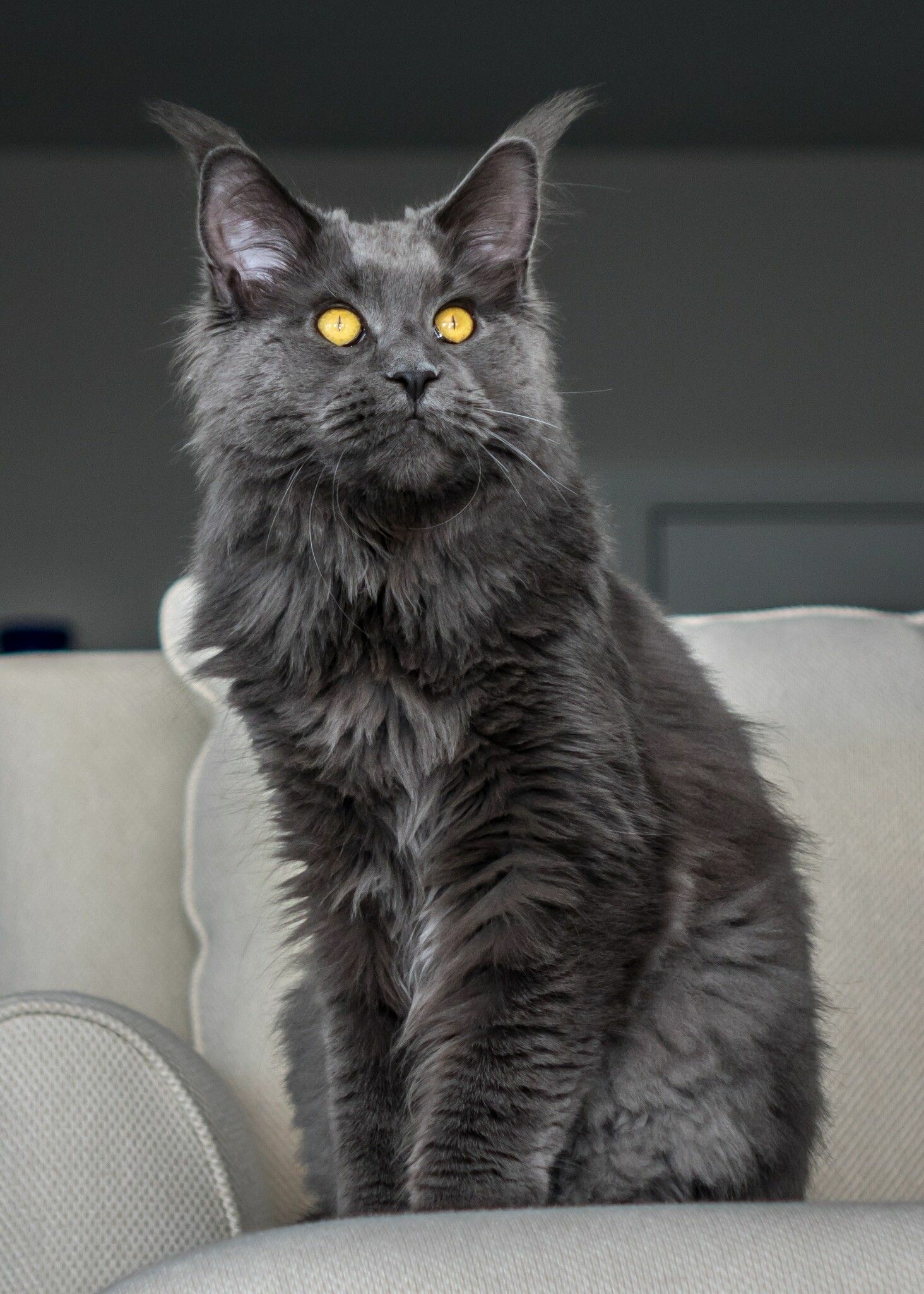 Maine Coon: The coat length is shorter on the head and shoulders and longer on the stomach and flanks, with some cats having a leonine ruff around their neck. 1470x2050 HD Wallpaper.