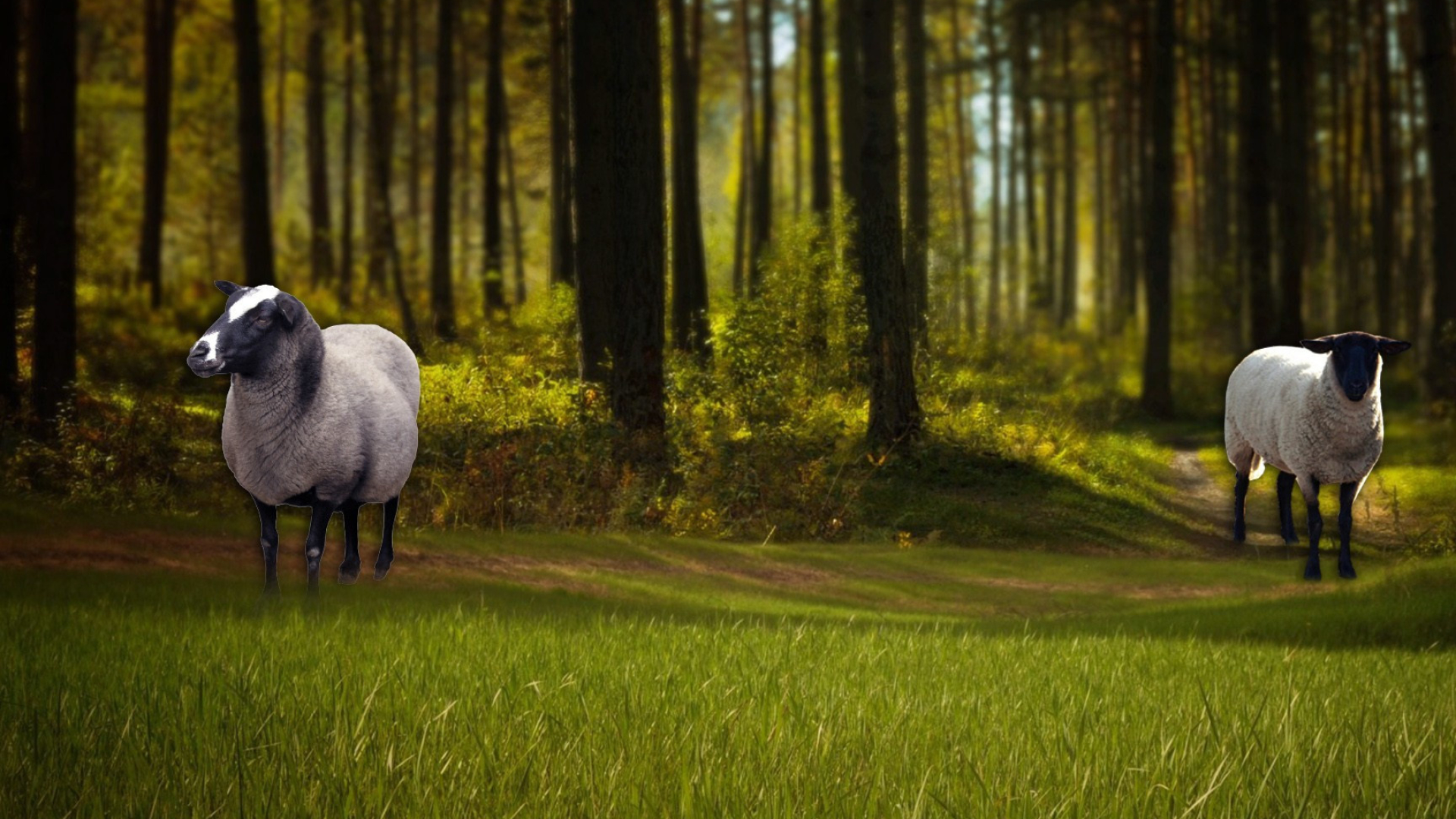 Sheep in HD, Captivating desktop wallpaper, Stunning wooly creatures, Beautiful visual design, 1920x1080 Full HD Desktop