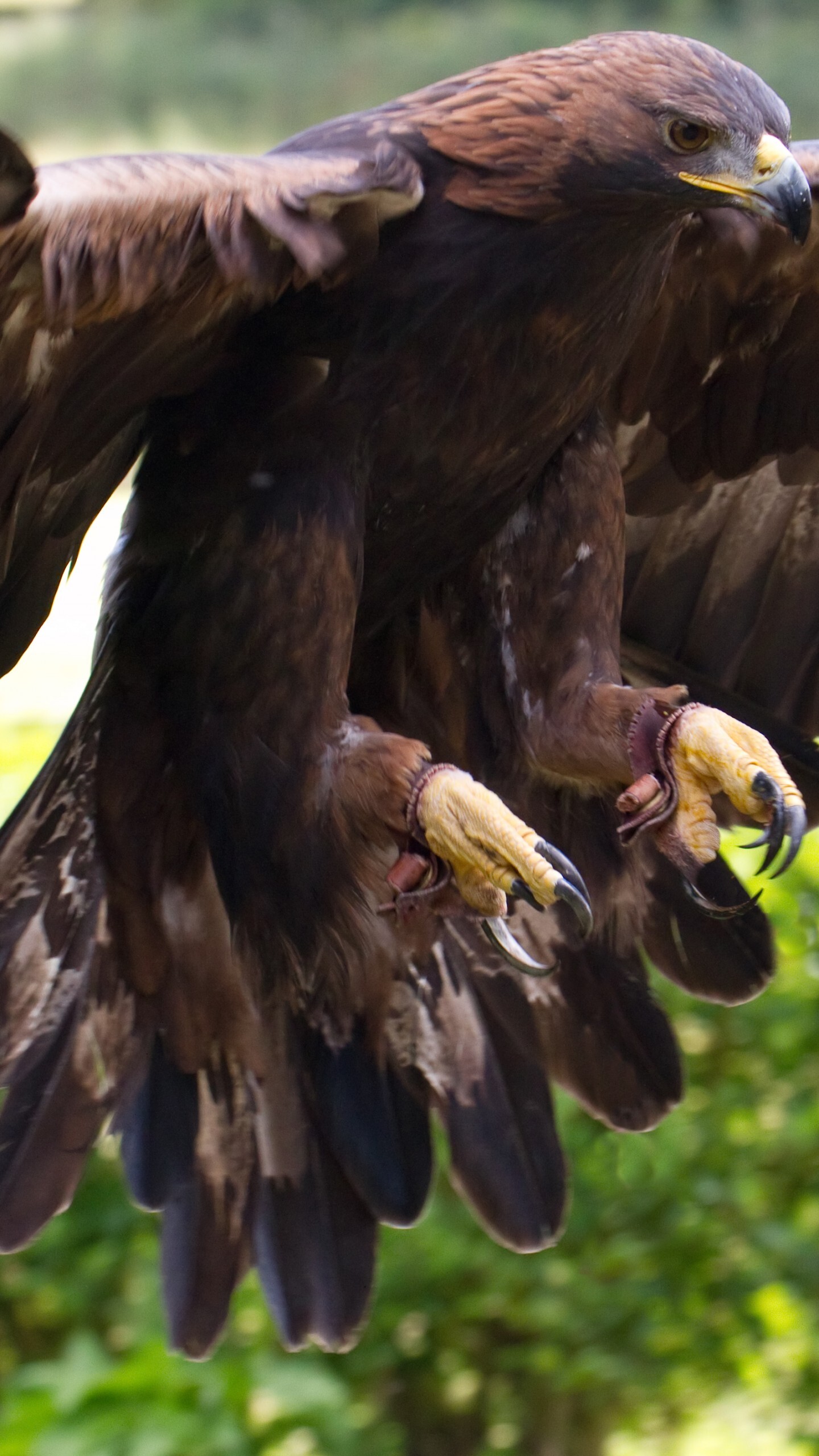 Golden Eagle: The foot and talons, Part of the claw on the eagle's foot, A very large raptor. 1440x2560 HD Wallpaper.