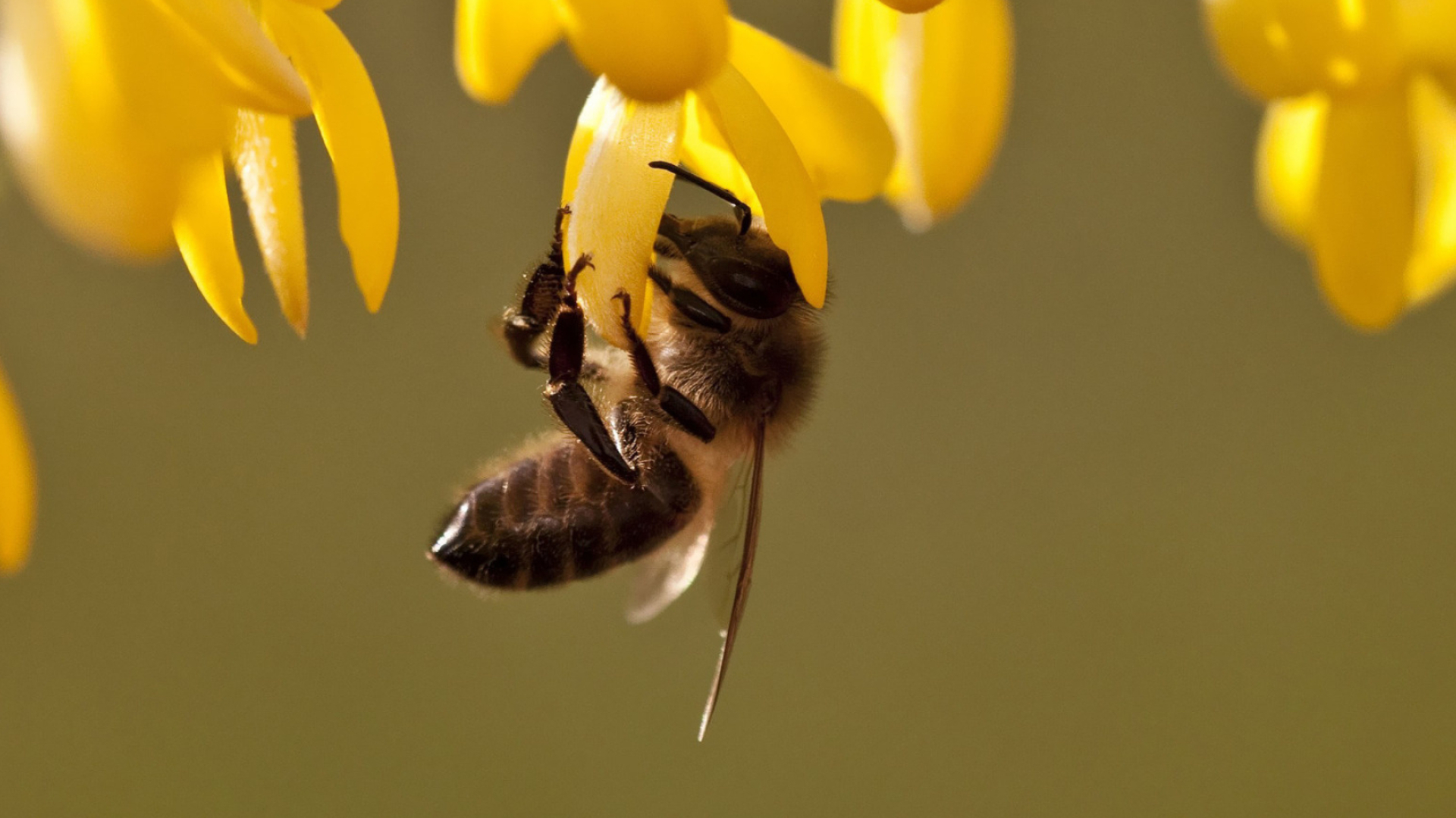 Bee: Workers, The only bees most people ever see flying around outside the hive. 1920x1080 Full HD Background.