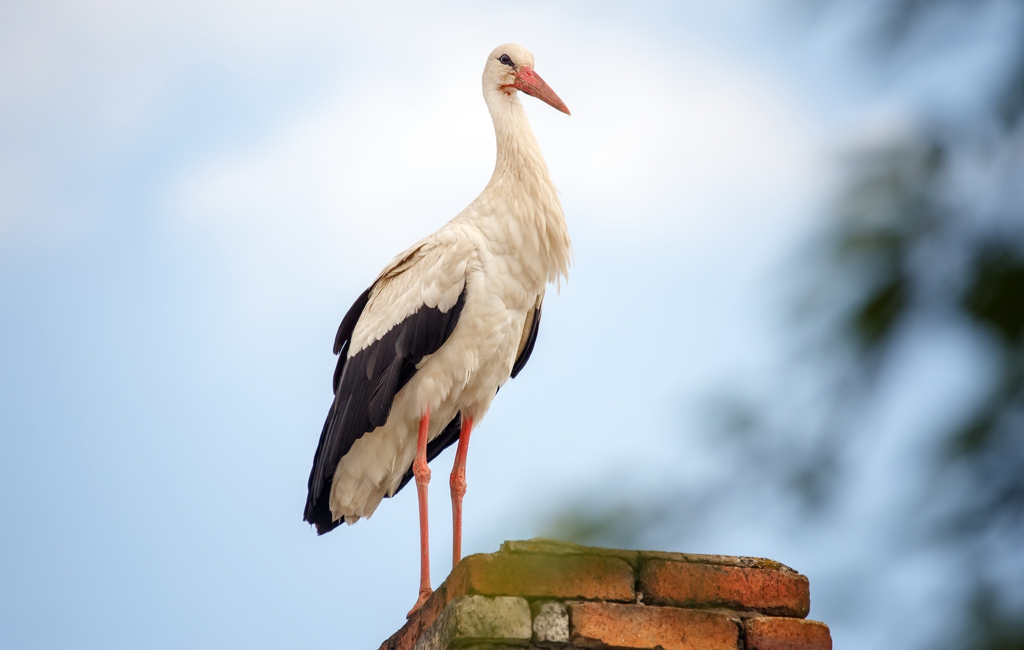 White stork wallpaper, Elegant bird, Aesthetic background, Desktop image, 2050x1300 HD Desktop