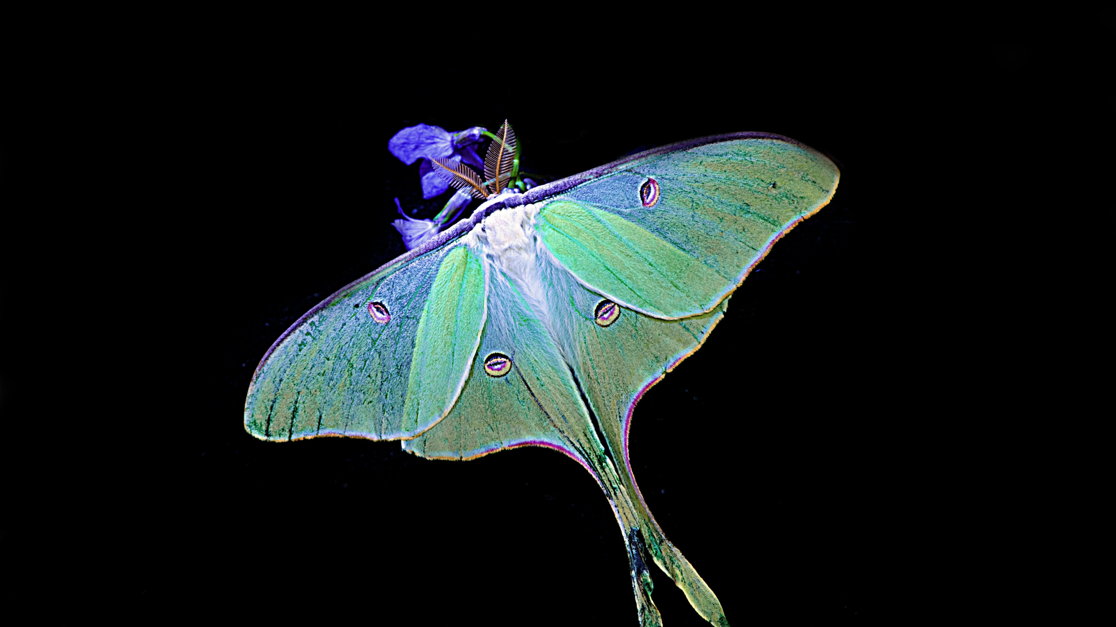 Graceful luna moth, Enchanting wallpaper, Widescreen beauty, Desktop-worthy, 3840x2160 4K Desktop