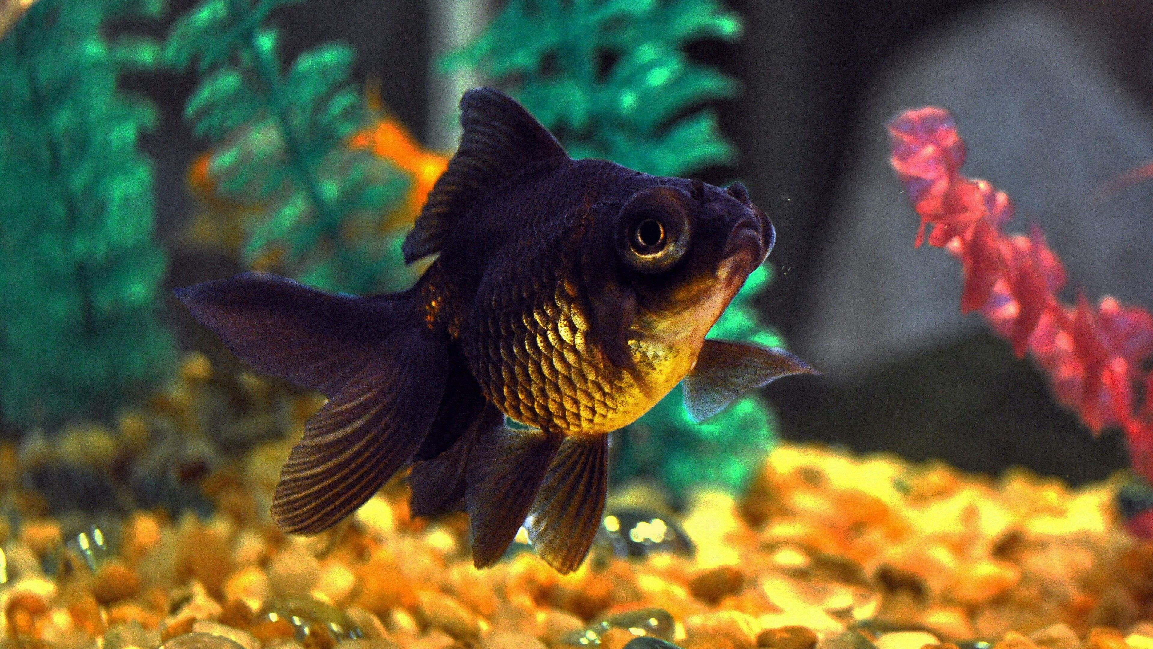 Gold Fish: A black-colored variant of the fish, A member of the Cyprinidae family. 3840x2160 4K Background.