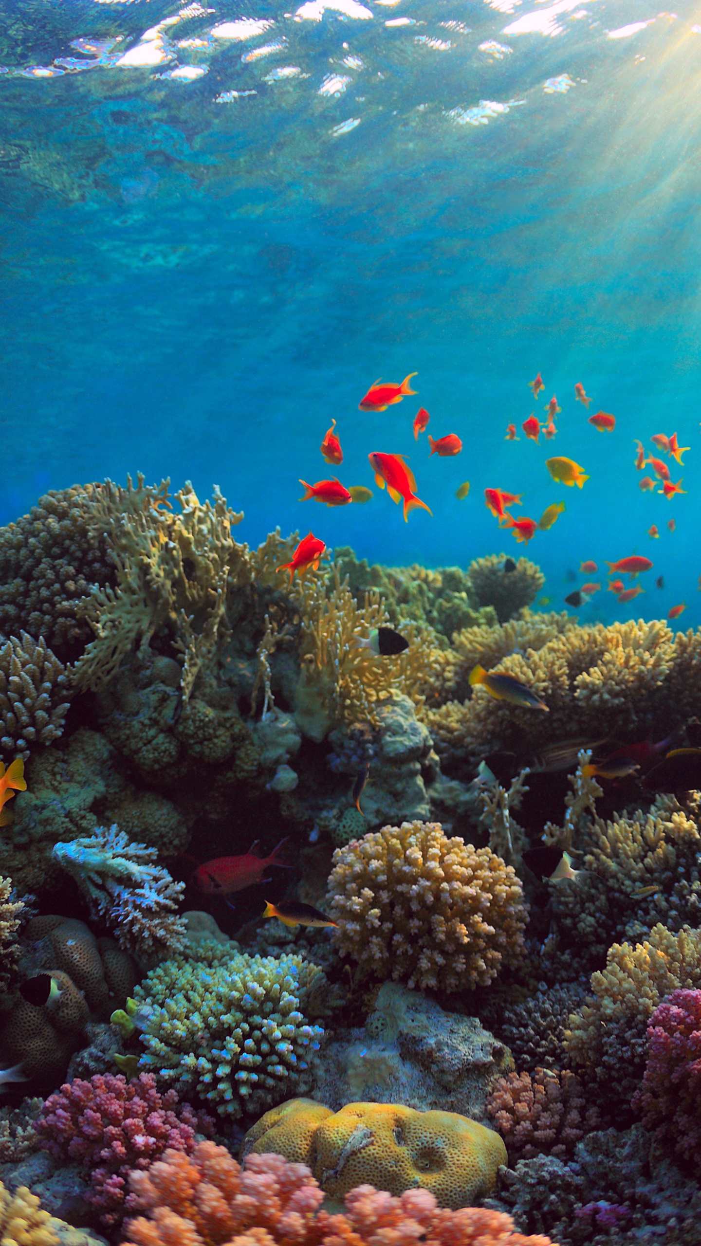 Coral animal kingdom, Underwater fascination, Diverse marine species, Undersea marvels, 1440x2560 HD Phone