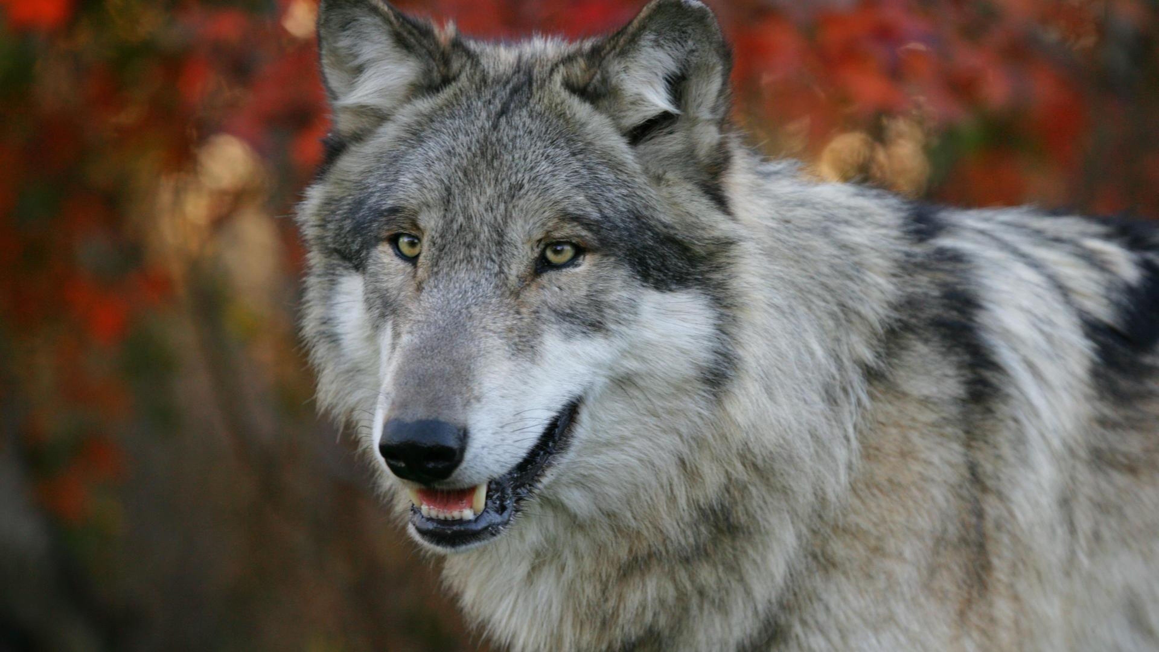 Gray Wolf: The genus Canis, Specialized for cooperative game hunting, Large canine teeth, Powerful jaws. 3840x2160 4K Wallpaper.