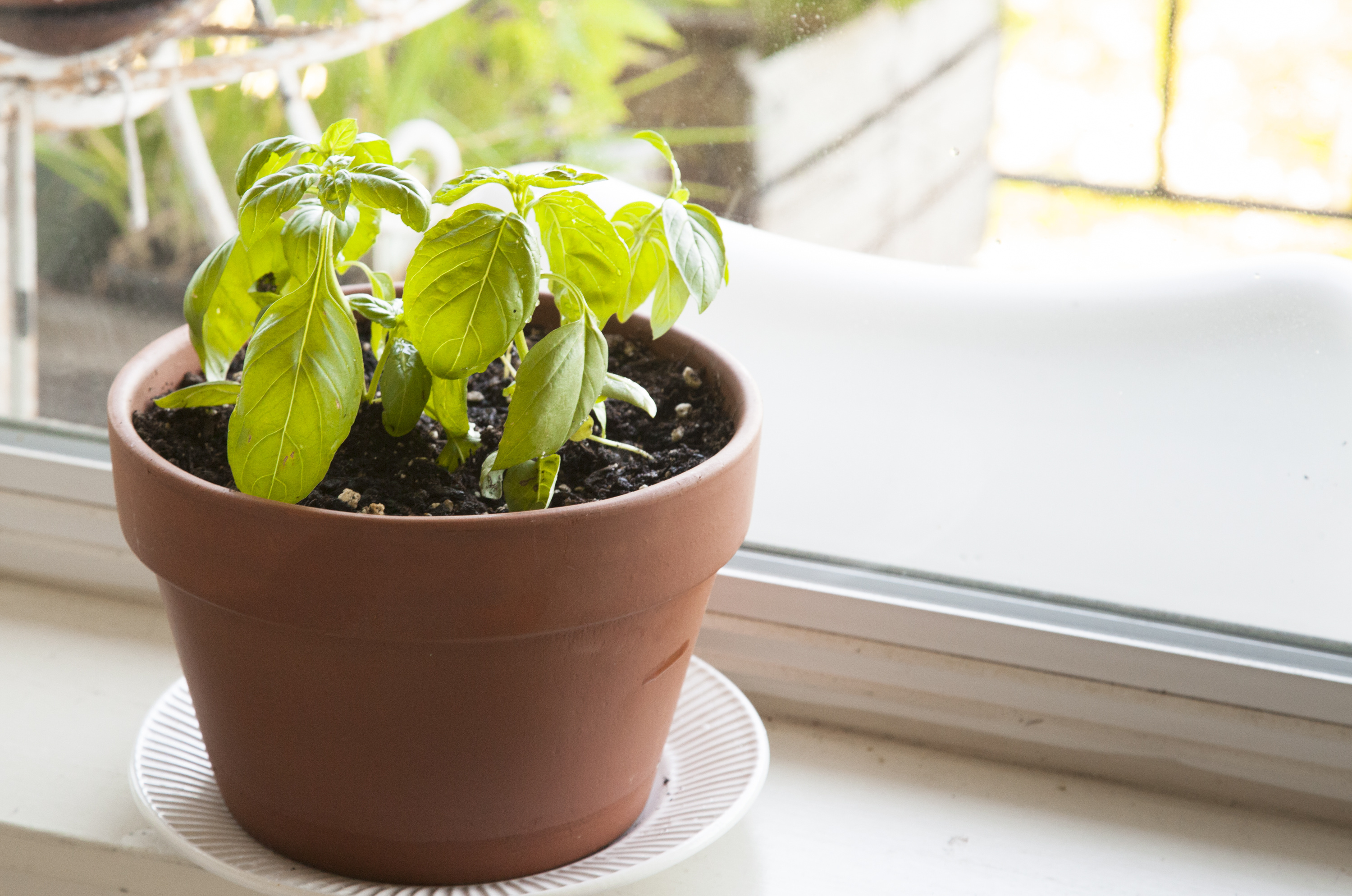 Grow basil in a container, Herb garden, Kitchn, Food, 3000x1990 HD Desktop