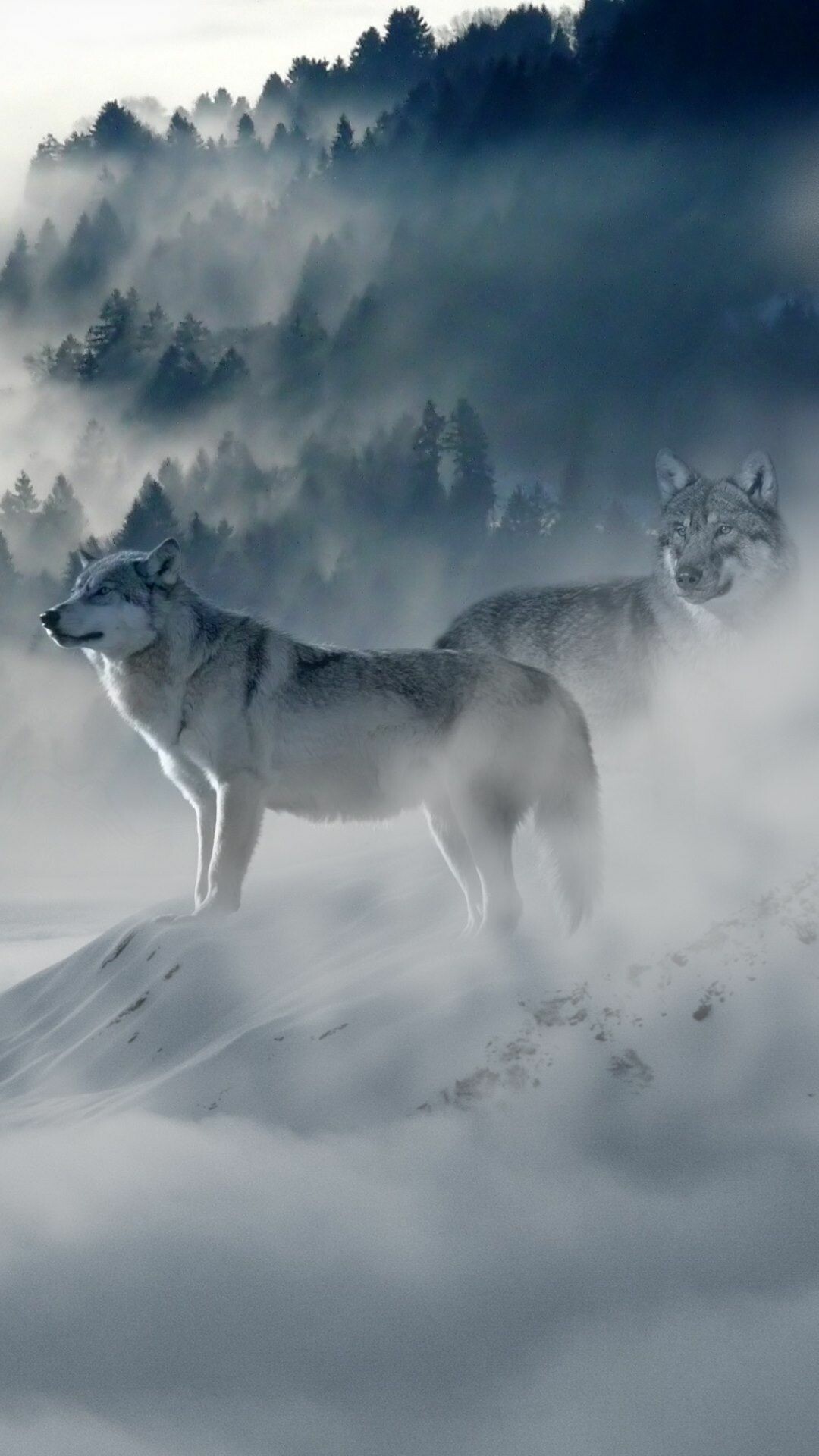 Wolf: When wandering as a pack, wolves tend to travel at a rate of 5 miles per hour. 1080x1920 Full HD Wallpaper.