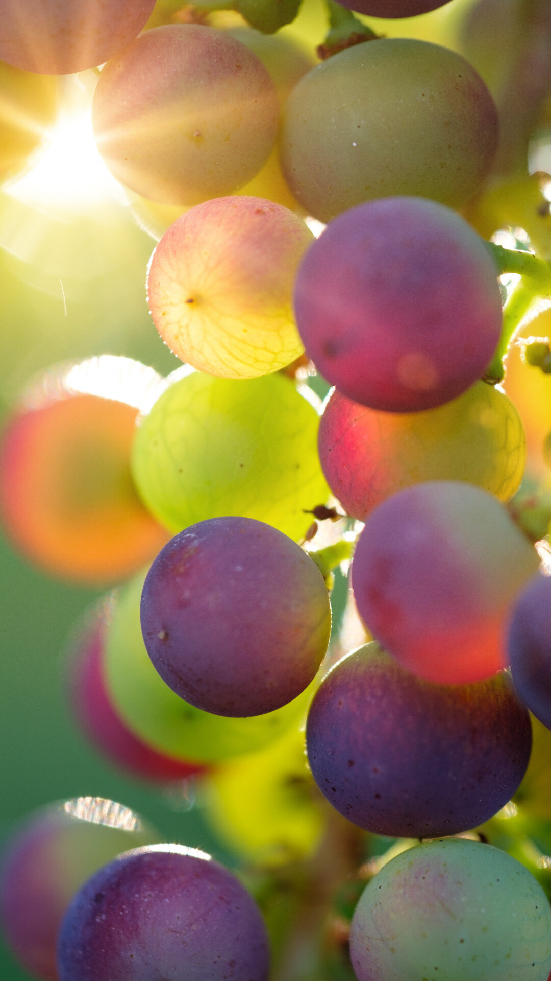 Fruit: Grapes, Contain powerful antioxidants known as polyphenols. 1080x1920 Full HD Background.