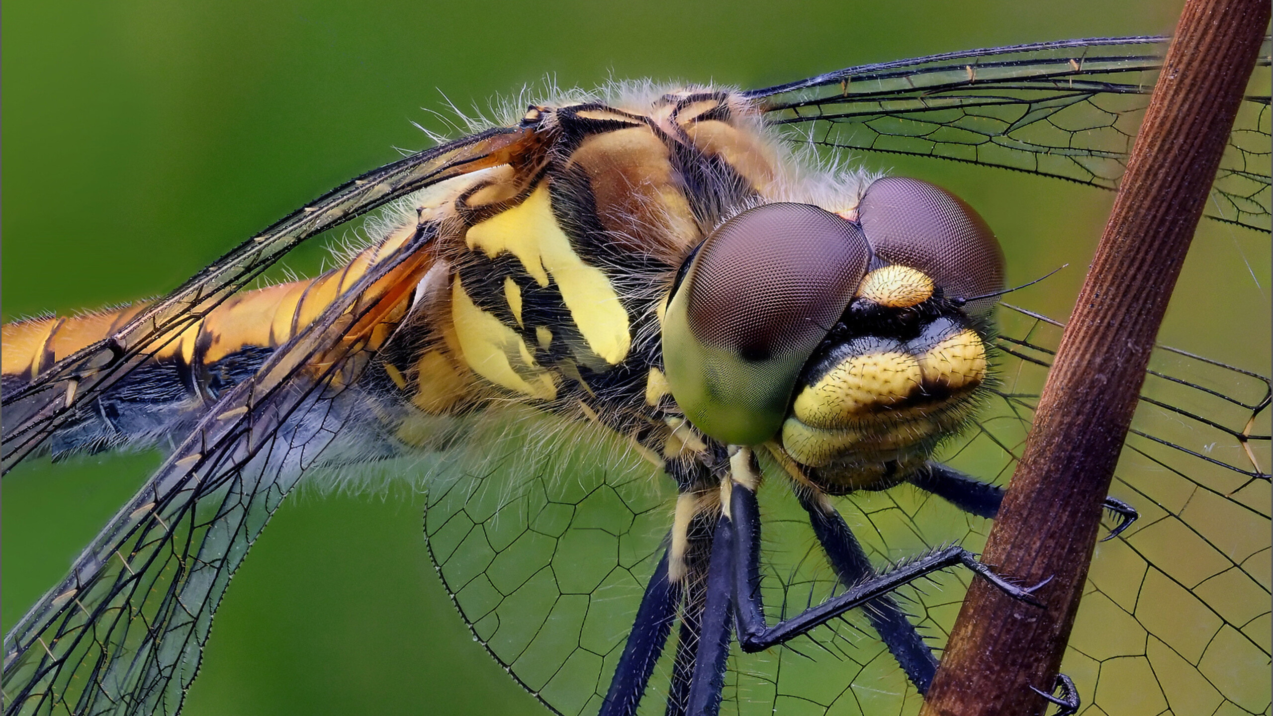 Dragonfly: 3000 species are classified into 348 genera in 11 families. 2560x1440 HD Background.