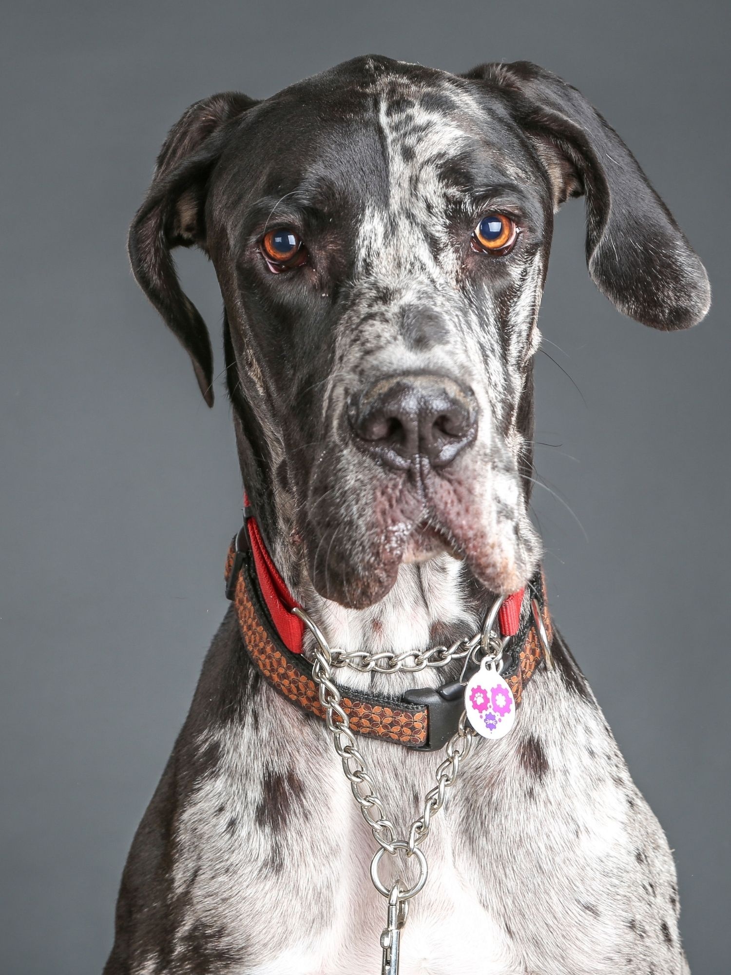 Great Dane: The American Kennel Club’s tallest dog, A deep, powerful bark, Originally bred to be a hunting dog. 1500x2000 HD Background.