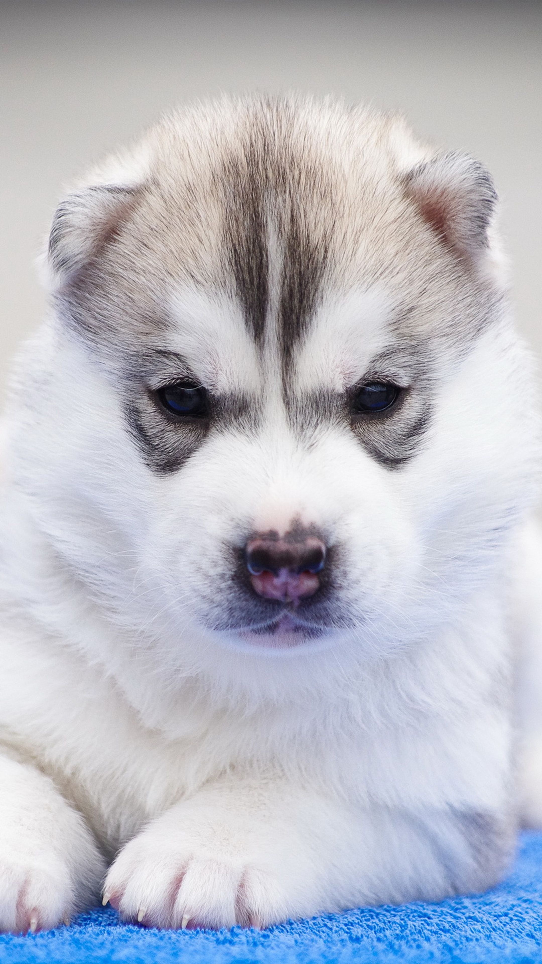 Mobile wallpapers, Husky companions, Captivating images, Top-quality backgrounds, 2160x3840 4K Handy