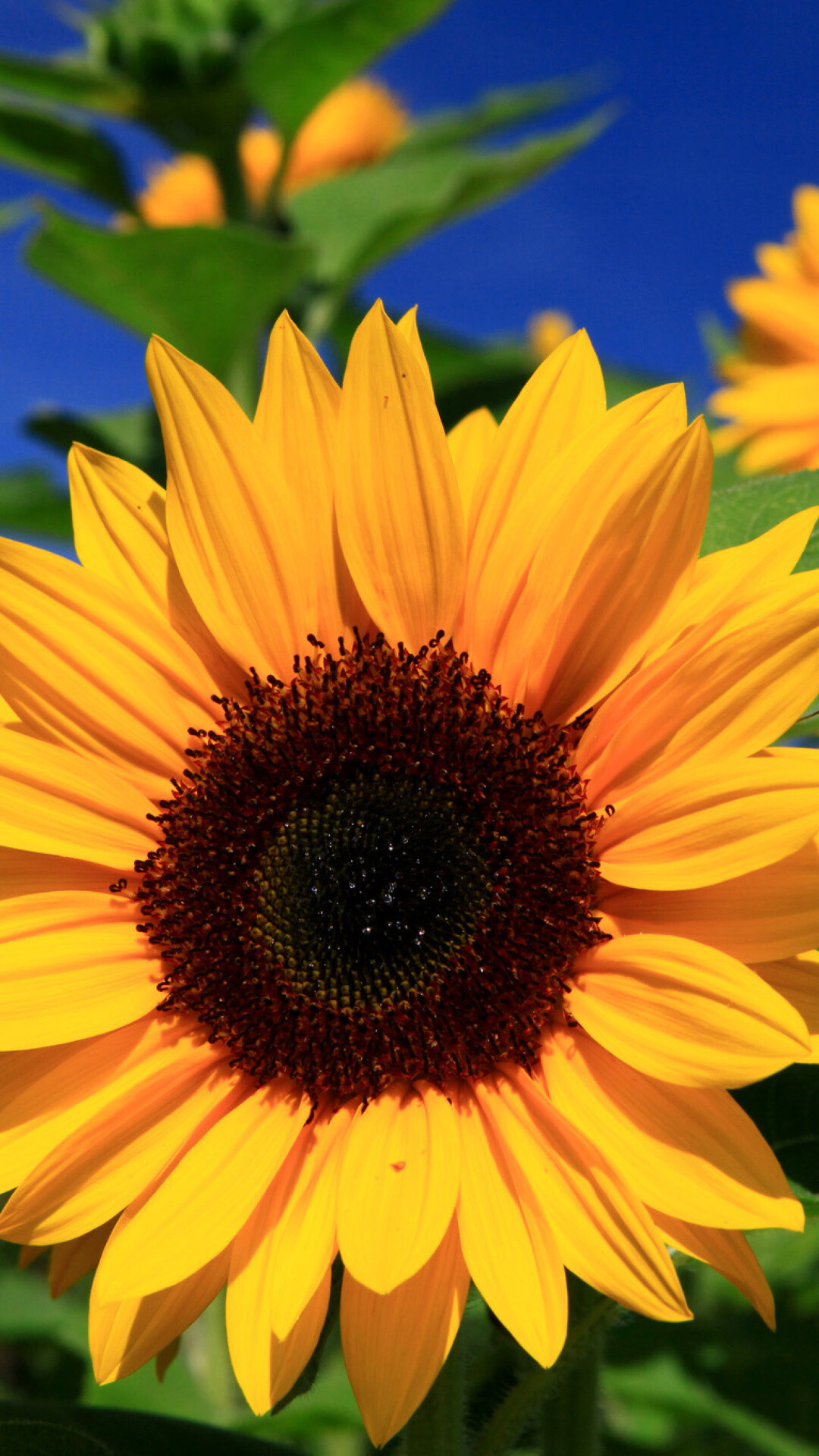 Sunflower: An annual plant with a large daisy-like flower face. 1080x1920 Full HD Wallpaper.