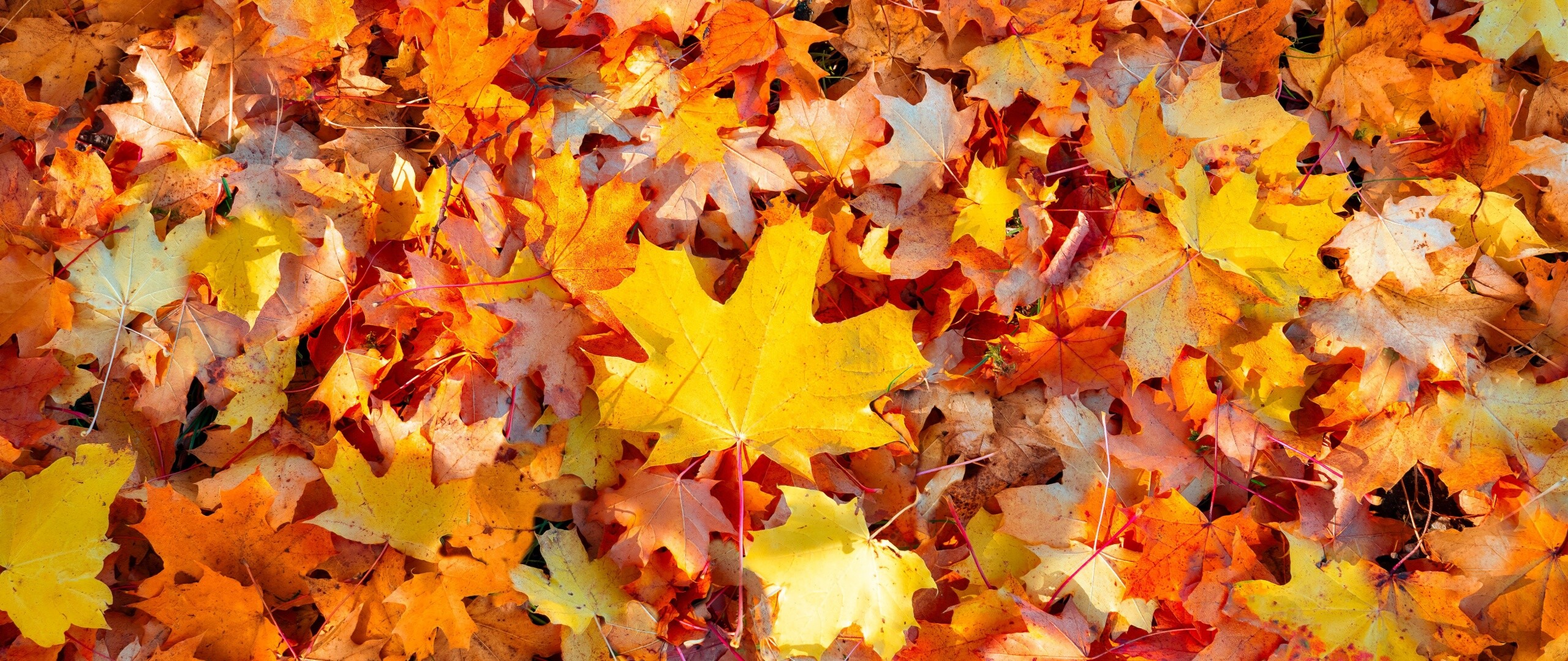 Leaves: Trees shedding their foliage, Maple tree. 2560x1080 Dual Screen Wallpaper.