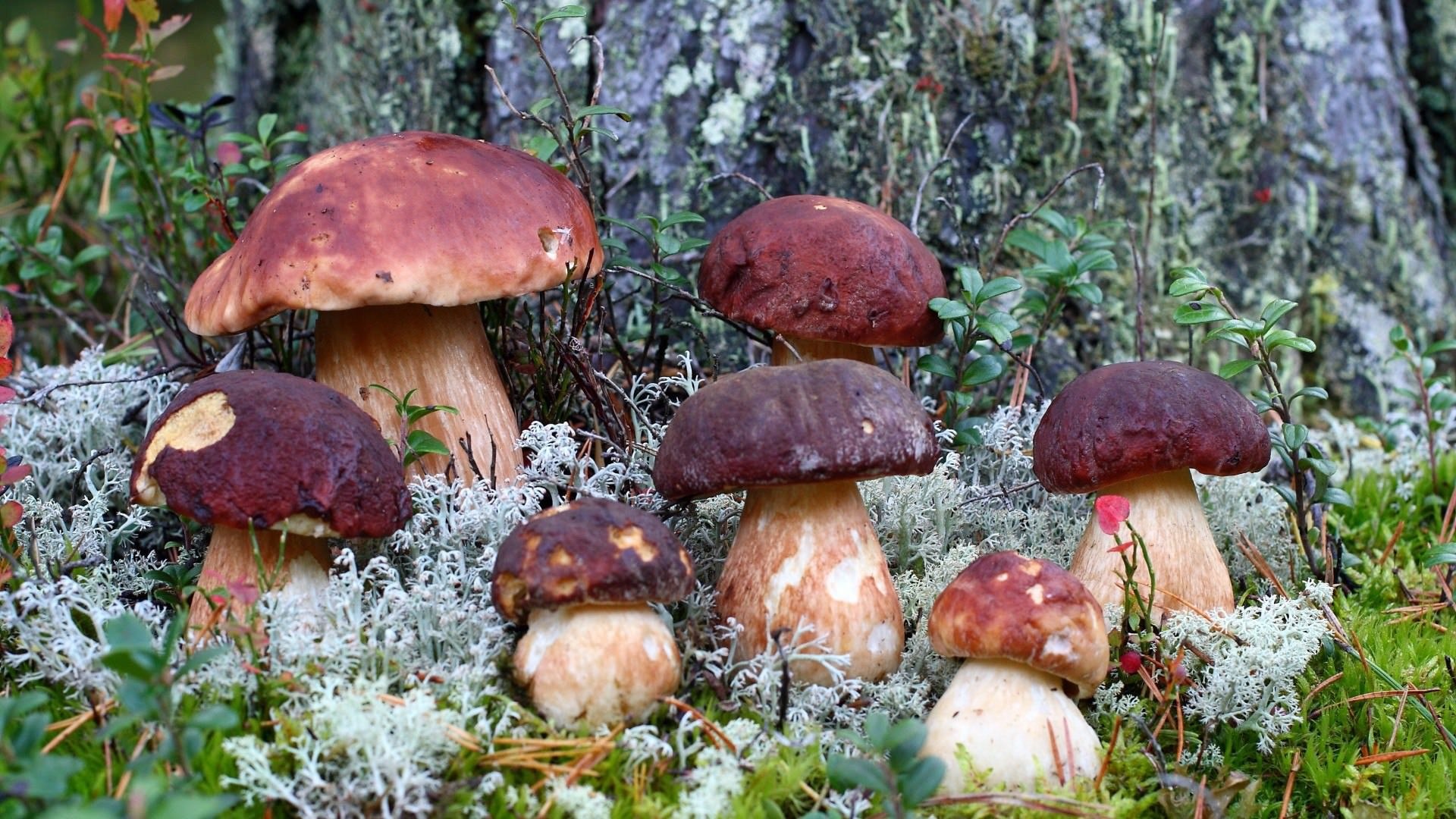 Download porcini mushrooms, Captivating wallpapers, Mushroom wonderland, Fungal beauty, 1920x1080 Full HD Desktop