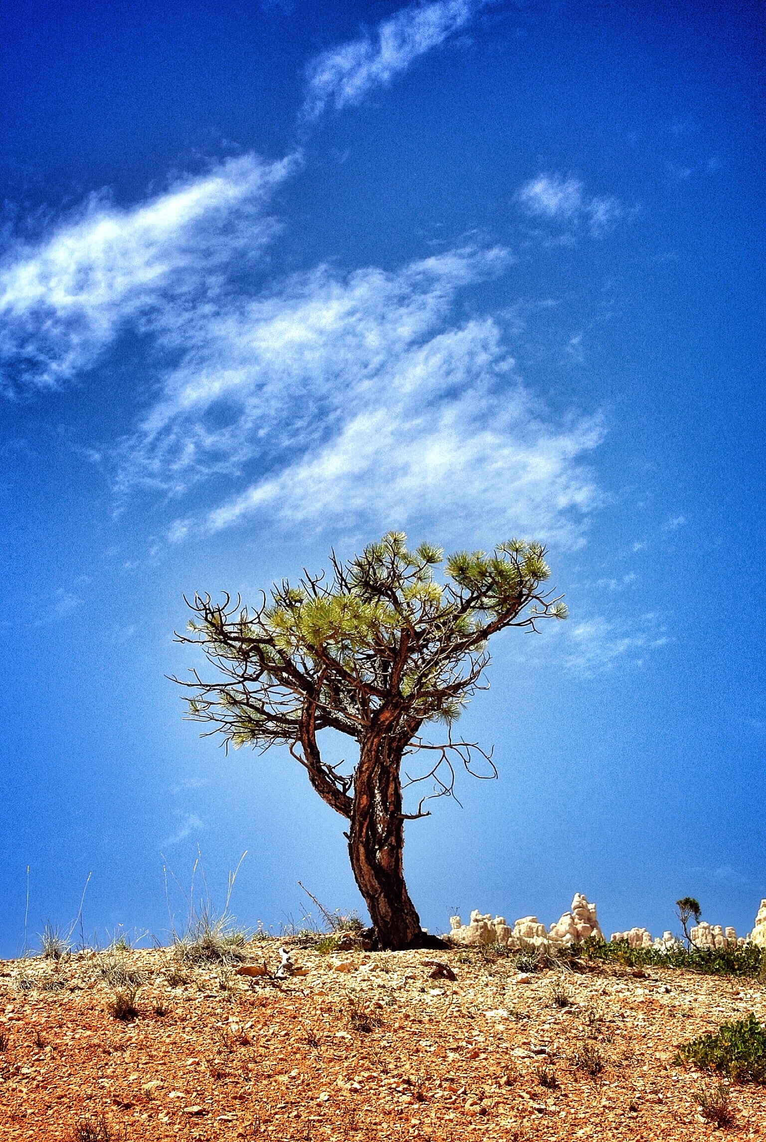Acacia Tree, Free tree images, Pexels stock photos, Nature's wonders, 1540x2290 HD Handy