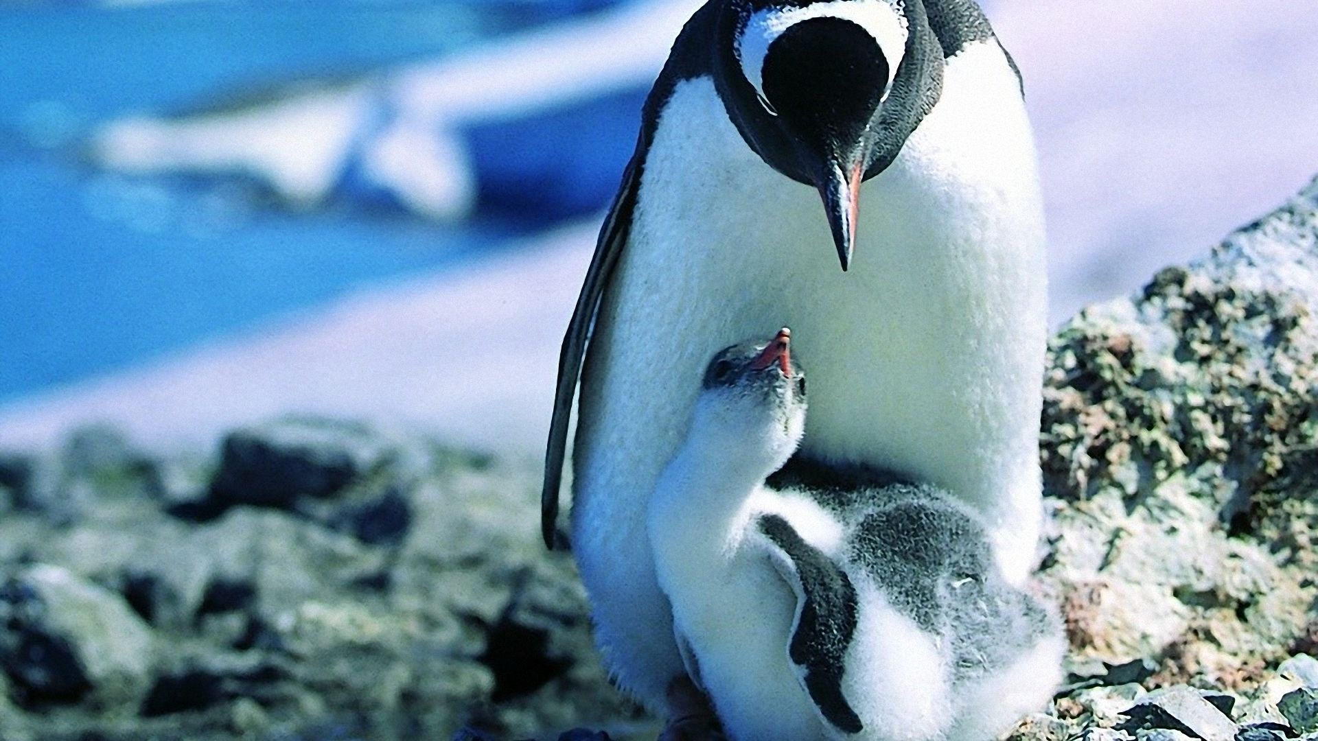 Penguin, Numerous wallpapers, Stunning collection, Visual extravaganza, 1920x1080 Full HD Desktop