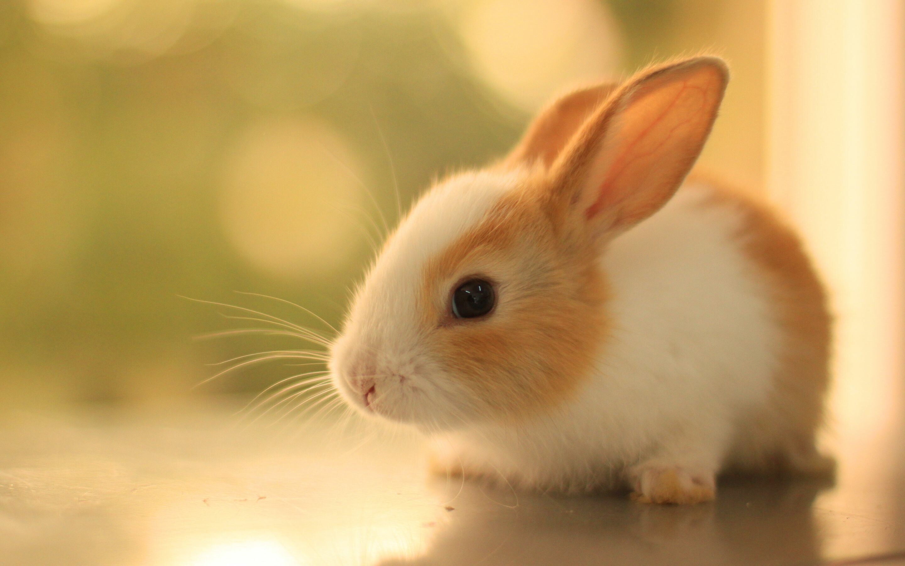 Rabbit: Small mammals with fluffy, short tails, whiskers and distinctive long ears. 2880x1800 HD Background.