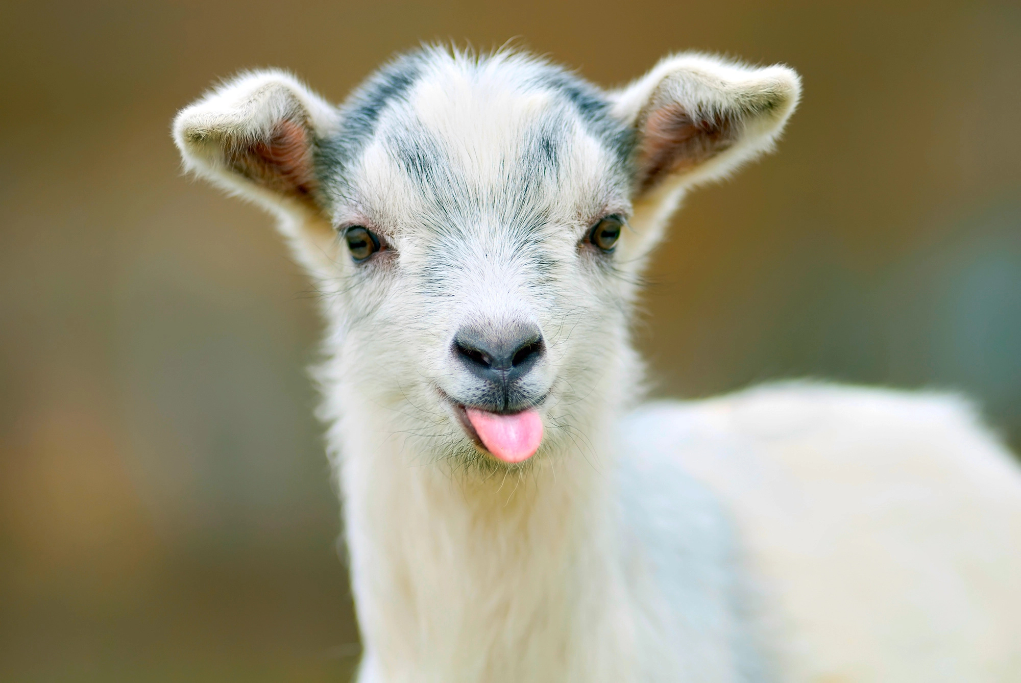 Airline goat ban, Flying with goats, Travel restrictions for goats, Animals on planes, 2000x1340 HD Desktop