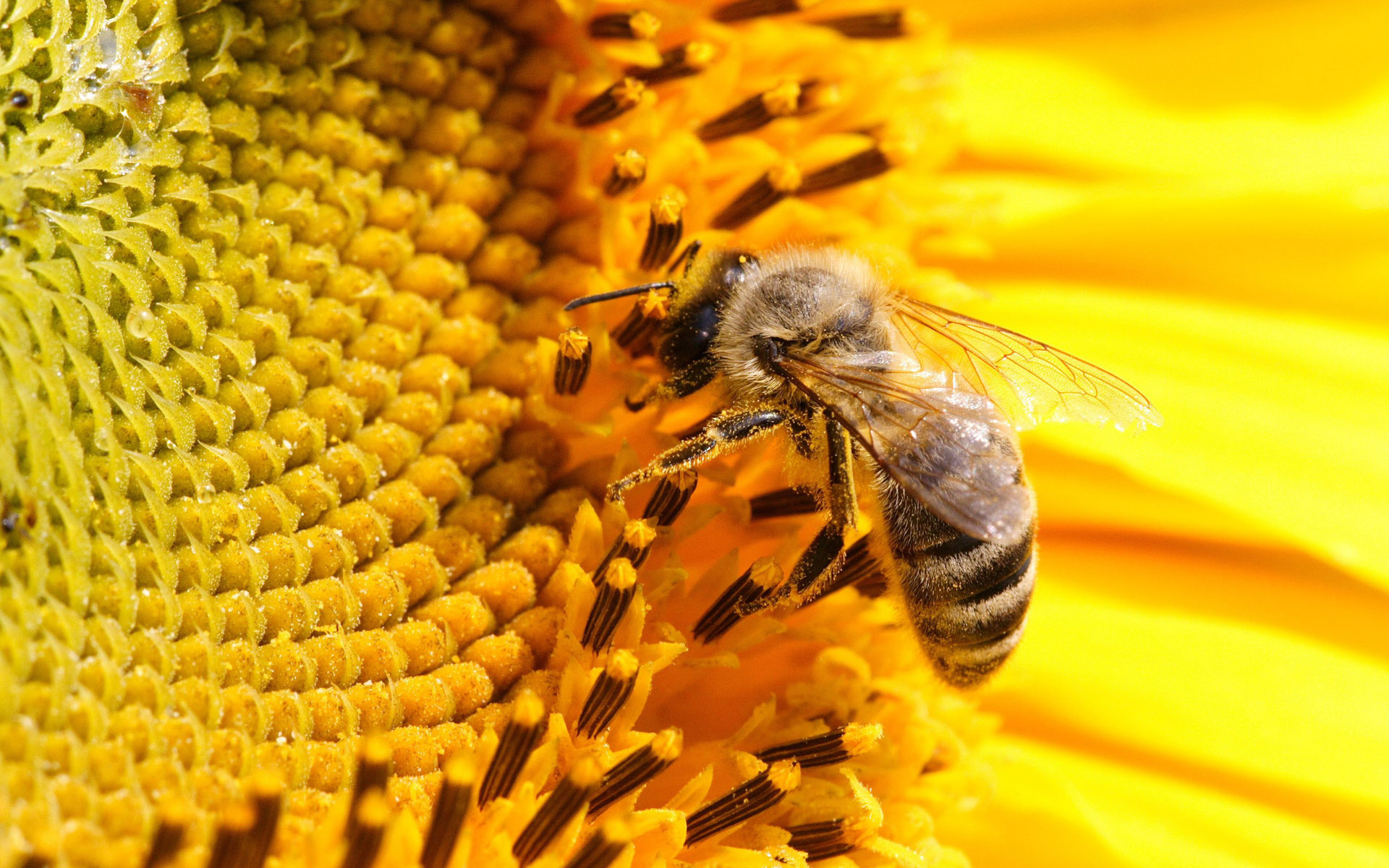 Bee: Known for honey production and pollination activities. 1920x1200 HD Wallpaper.