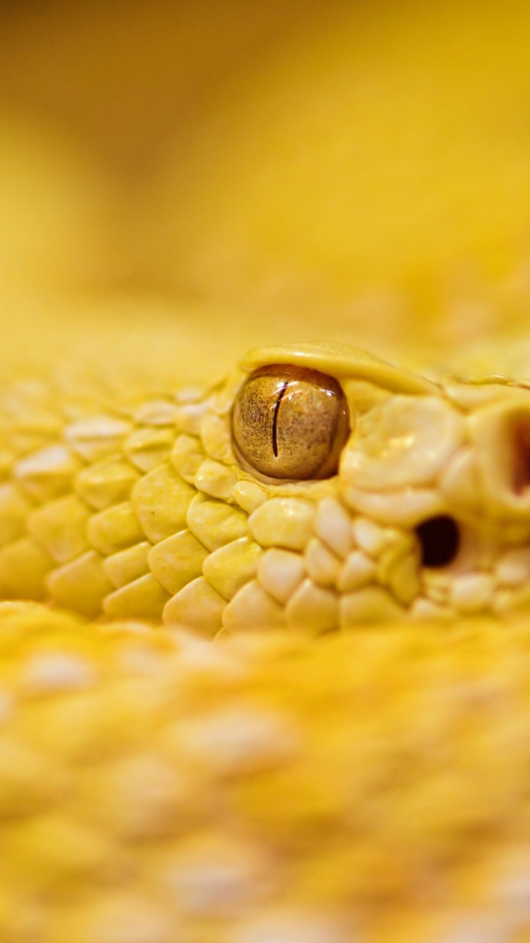 Snake: Albino, Rattlesnake, Yellow reptile, Predator, Serpent. 1080x1920 Full HD Wallpaper.