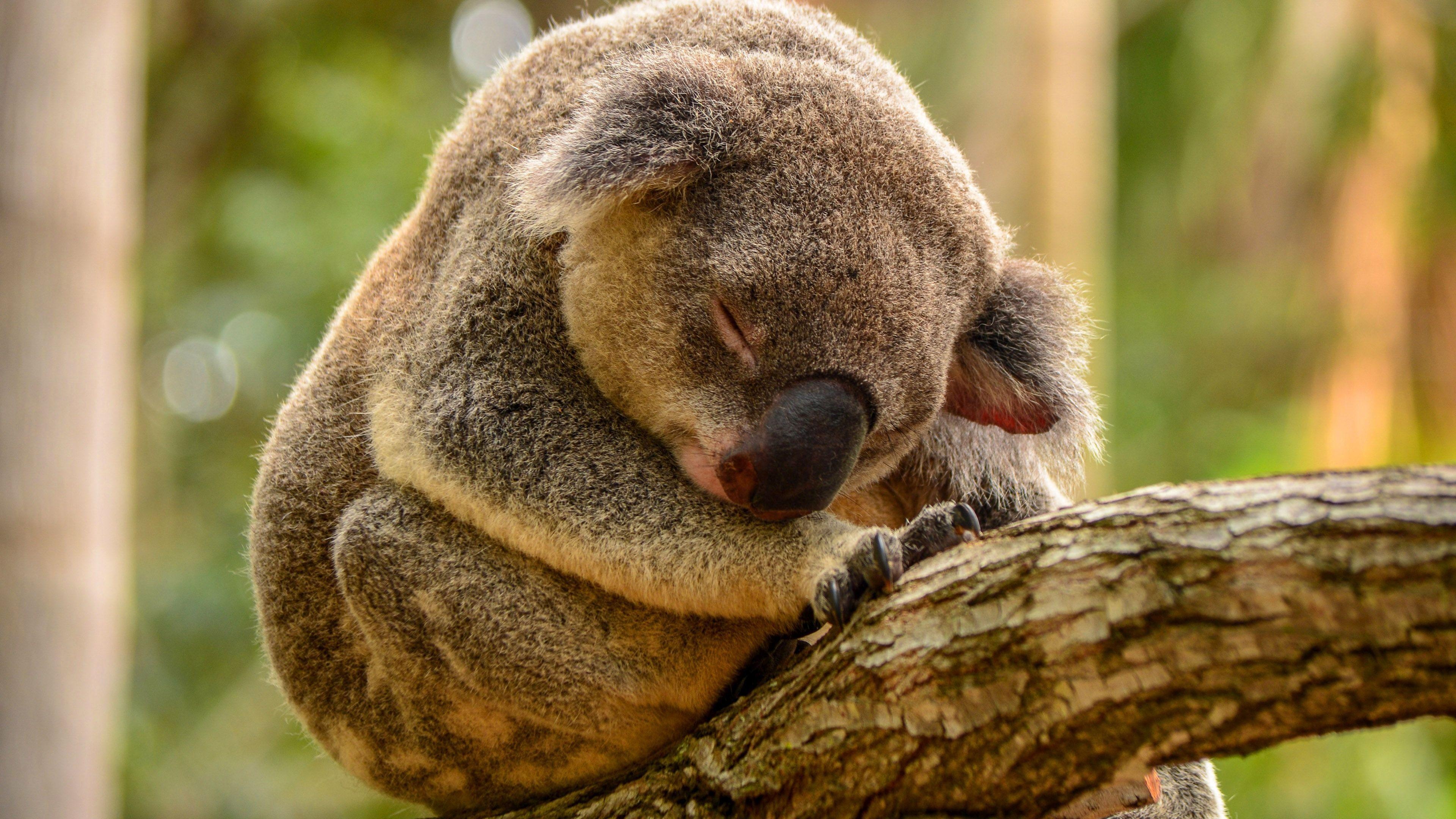 HD quality koalas, Detailed koala images, Crystal clear pictures, High-definition beauty, 3840x2160 4K Desktop