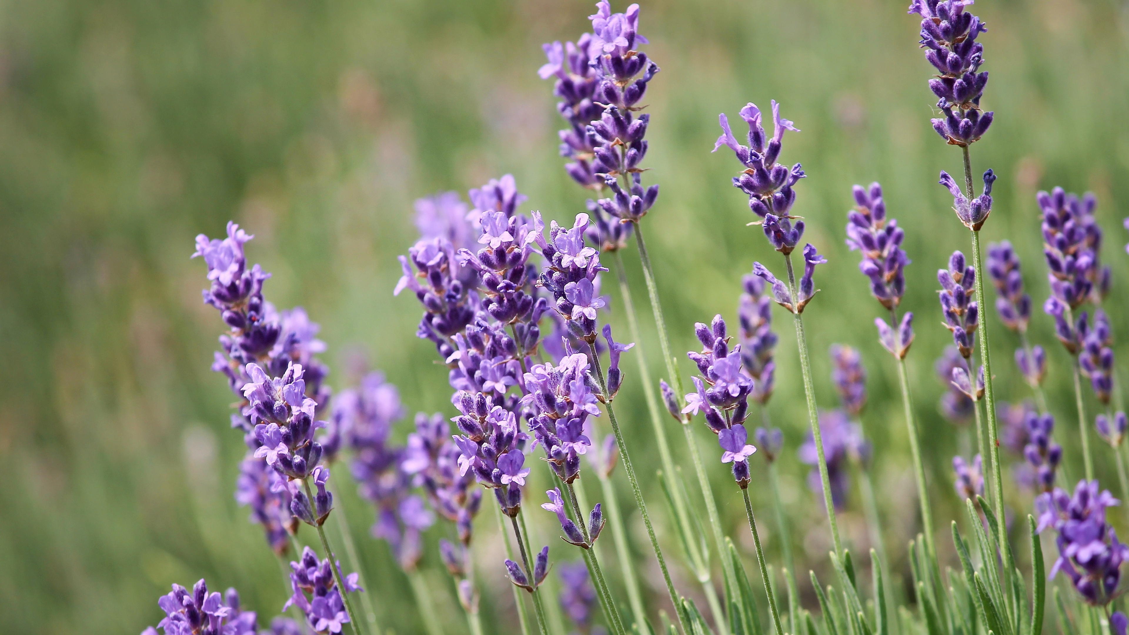 Lavender plants, Violet flowers, 4K wallpaper, 3840x2160 4K Desktop