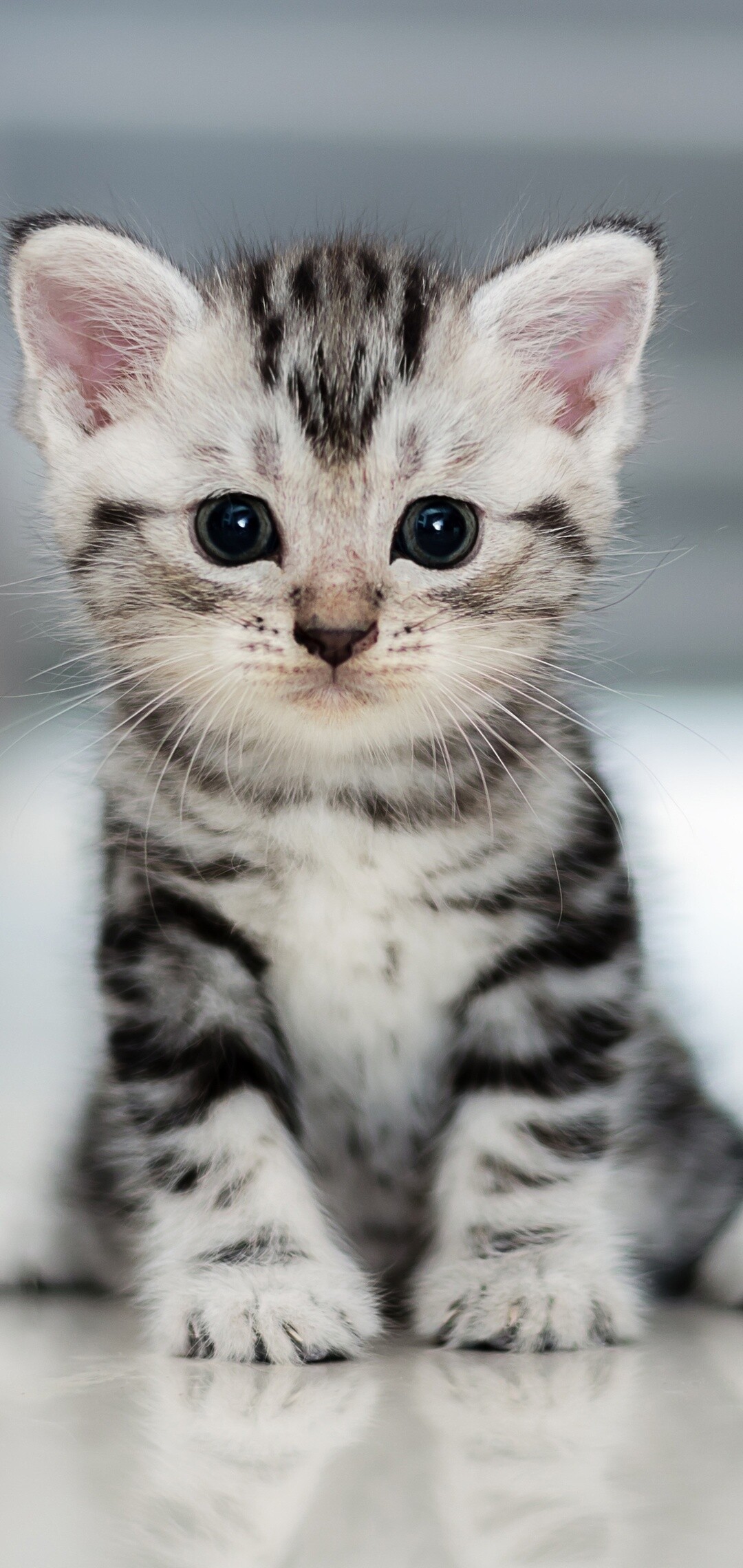 Kitten: A young cat, Felis catus, A domestic species. 1080x2280 HD Background.