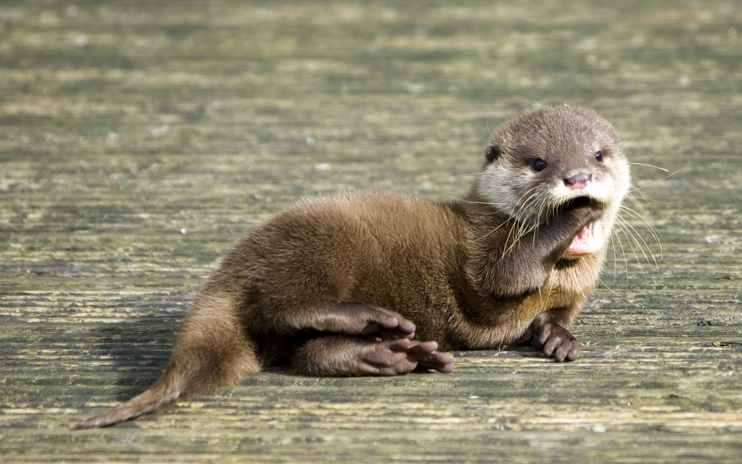 Playful sea otter, Aquatic creature, Ocean habitat, Nature, 2560x1600 HD Desktop