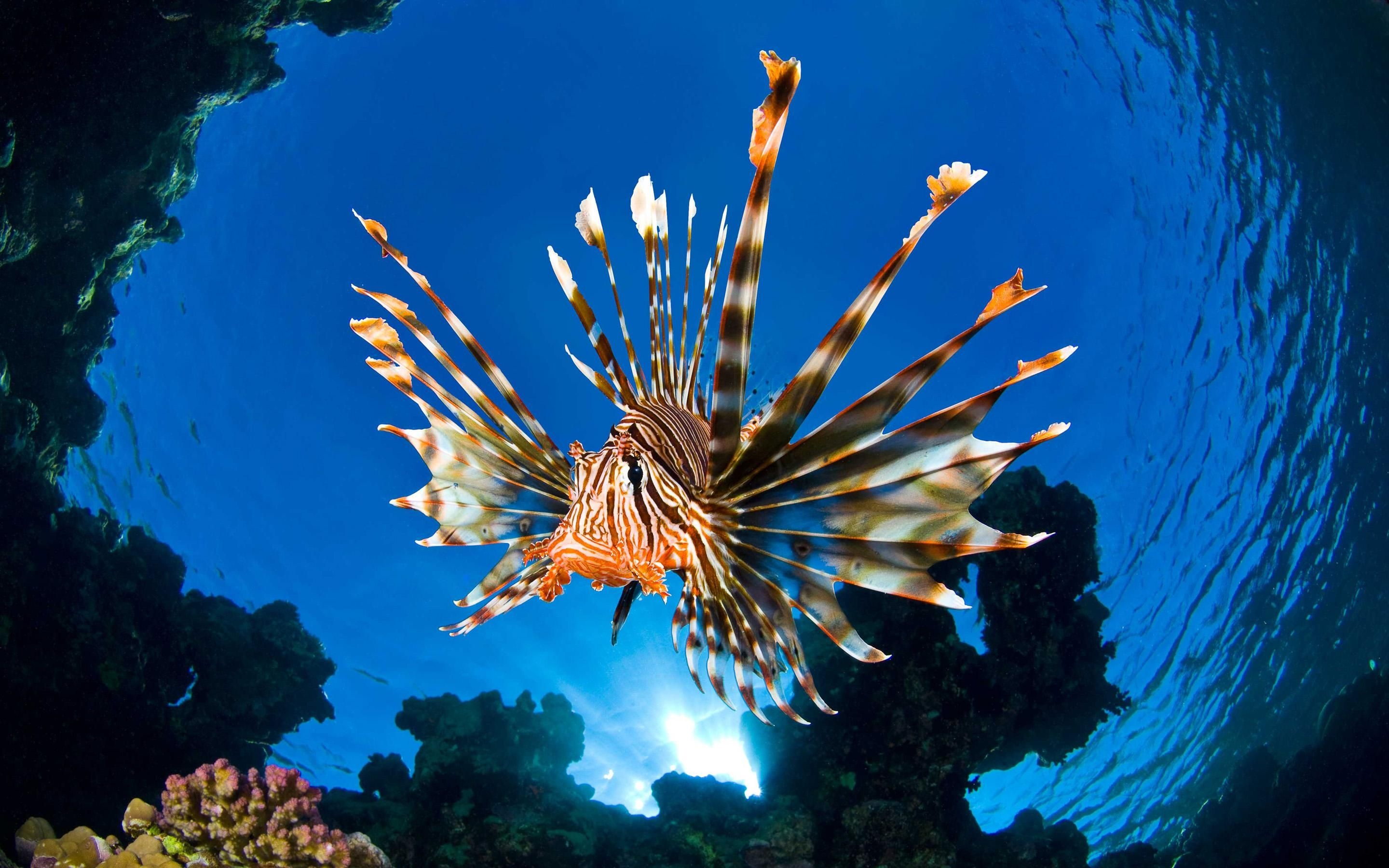 Ocean marine life, High quality, Lion fish, Deep sea animals, 2880x1800 HD Desktop