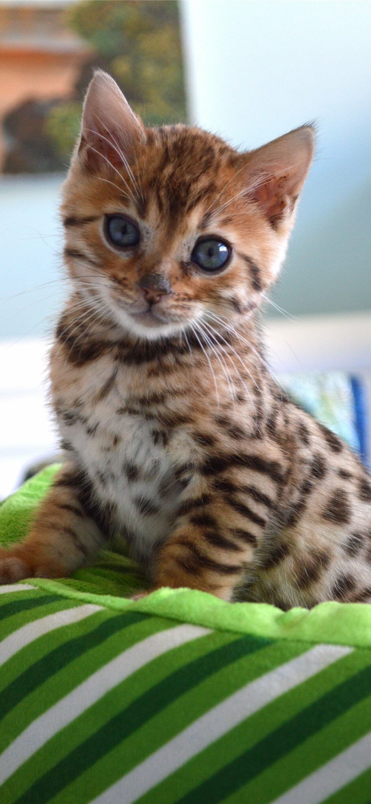Bengal Cat: Bengals are smart, energetic, and playful. 1290x2780 HD Background.