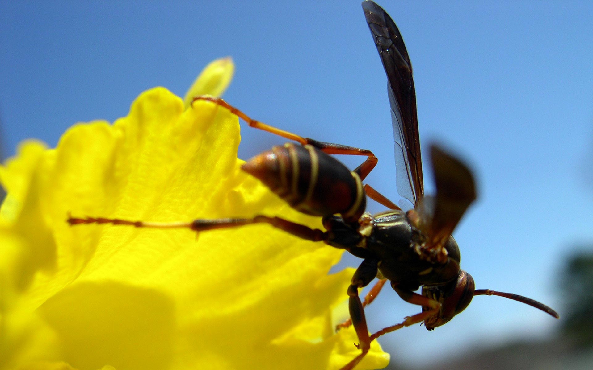 Wasp wallpapers, Insect beauty, Nature's tiny warriors, 4K resolution, 1920x1200 HD Desktop