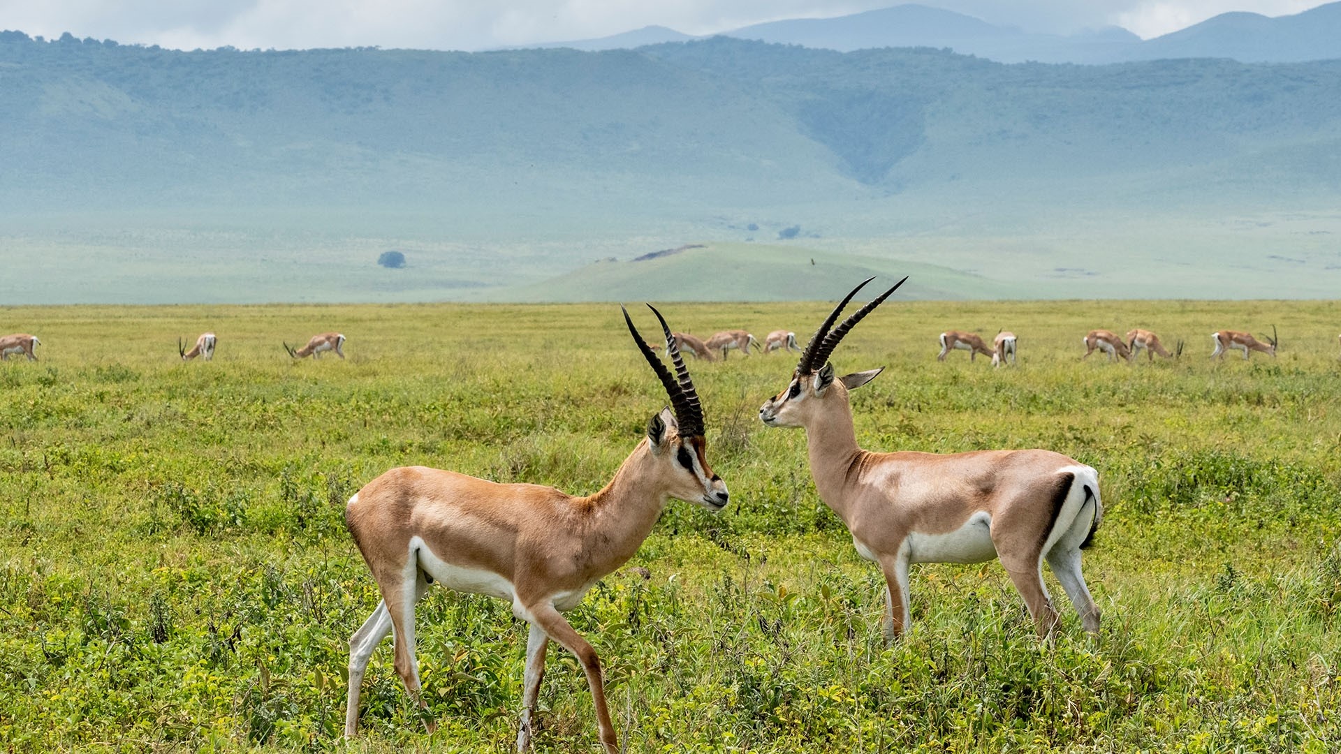 Adult Male Grants Gazelles, Ngorongoro Crater, Tanzania, 1920x1080 Full HD Desktop