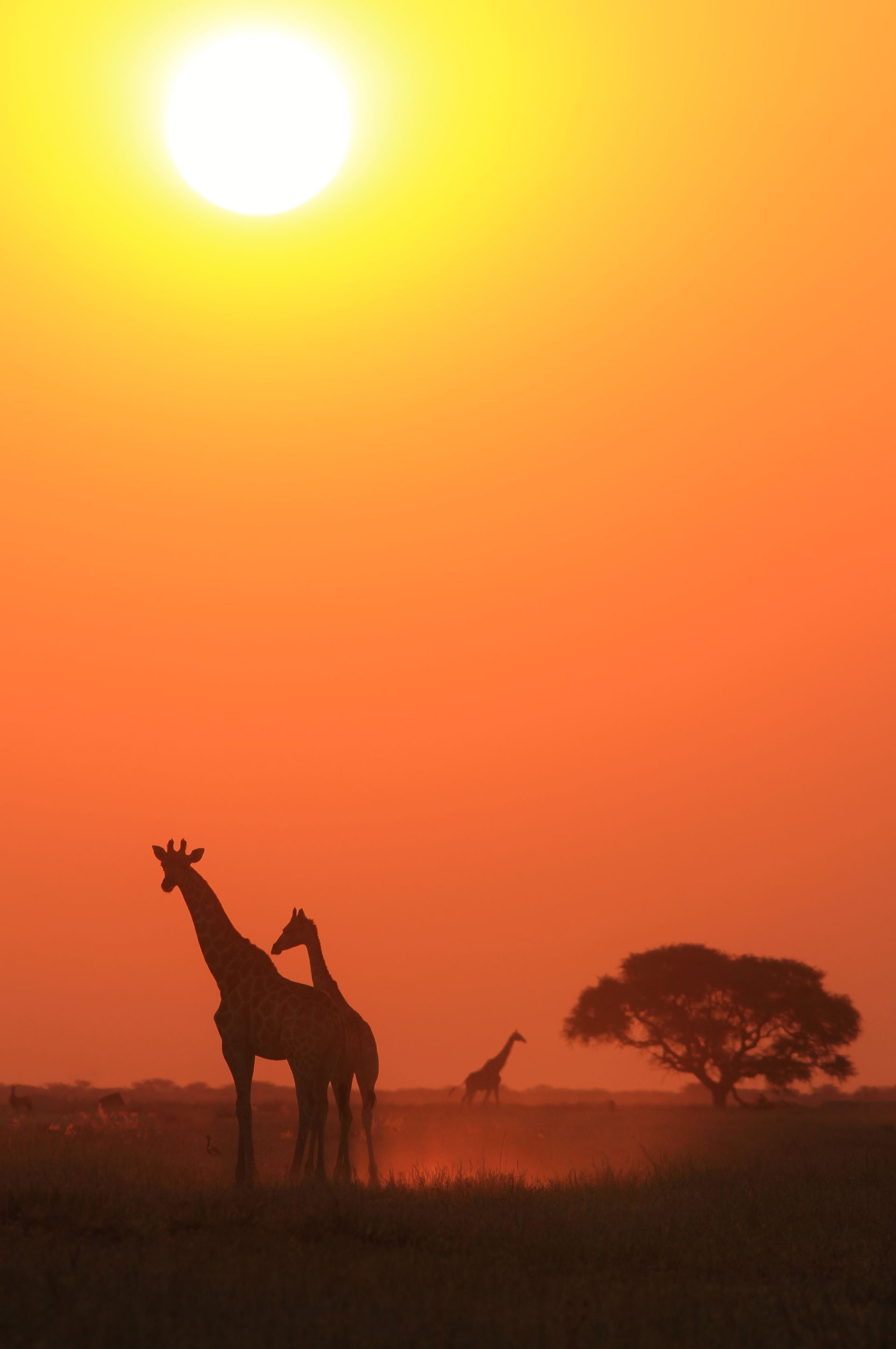 Acacia Tree, Giraffes at sunset, Serene beauty, Captivating wallpapers, 1920x2890 HD Phone
