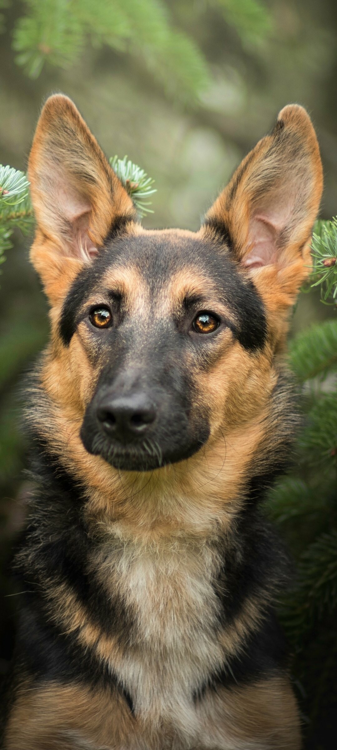 German Shepherd, Elegant and powerful, Striking presence, Canine greatness, 1080x2400 HD Phone