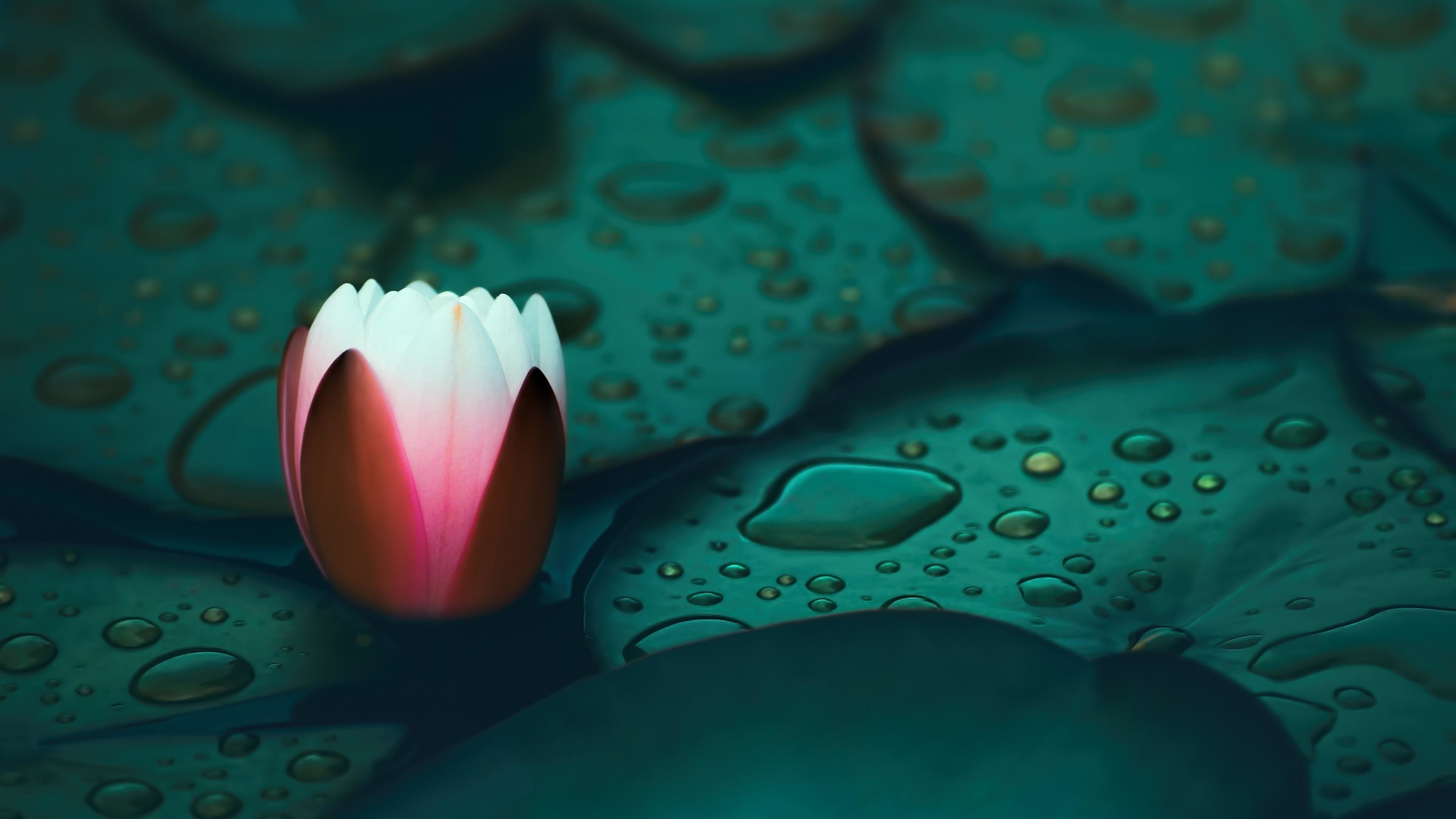 Nature, water lily wallpaper, 3840x2160 4K Desktop