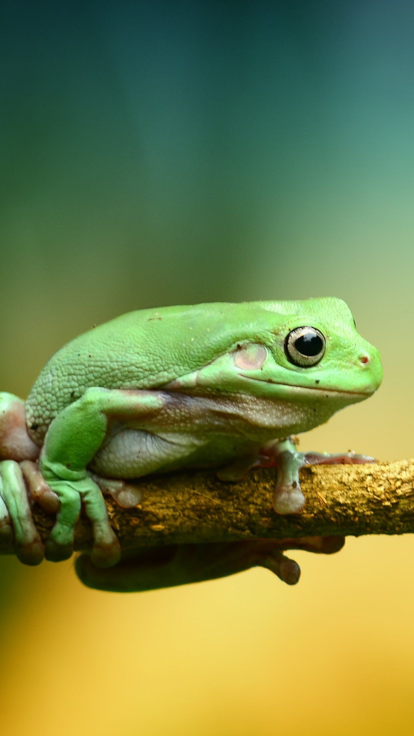 4K HD frog iPhone wallpapers, Frog iPhone backgrounds, Wallpaper collection, Nature-themed, 1440x2560 HD Phone