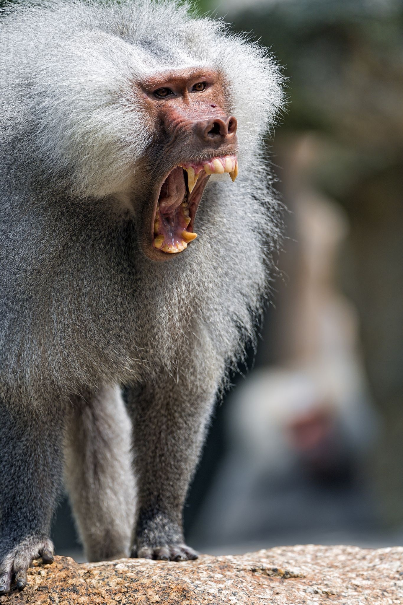 Yawning baboon, Noah's Ark animals, Animal Planet shot, Primate behavior, 1370x2050 HD Phone