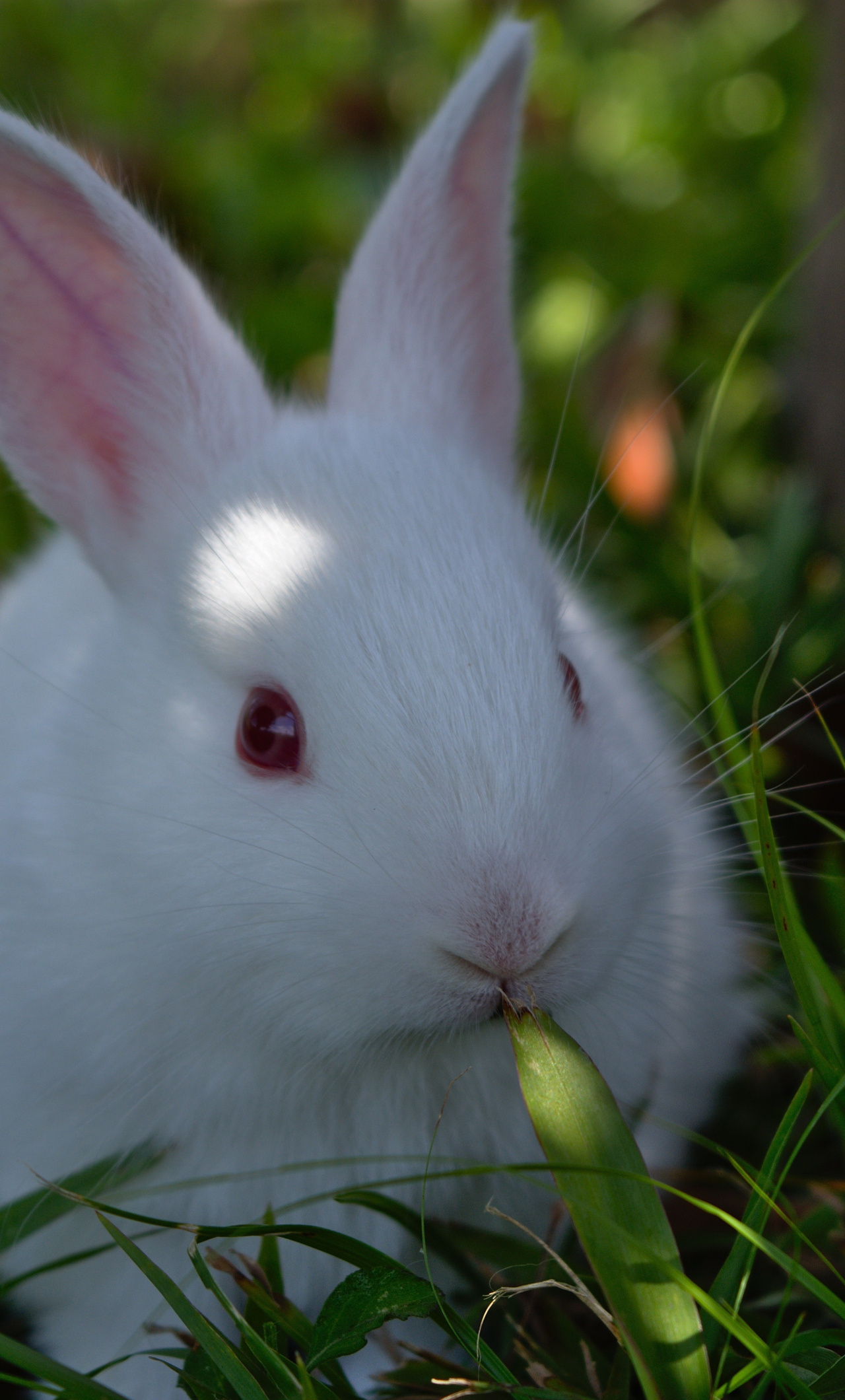Bunny: A baby rabbit, A kit, Animal. 1280x2120 HD Background.