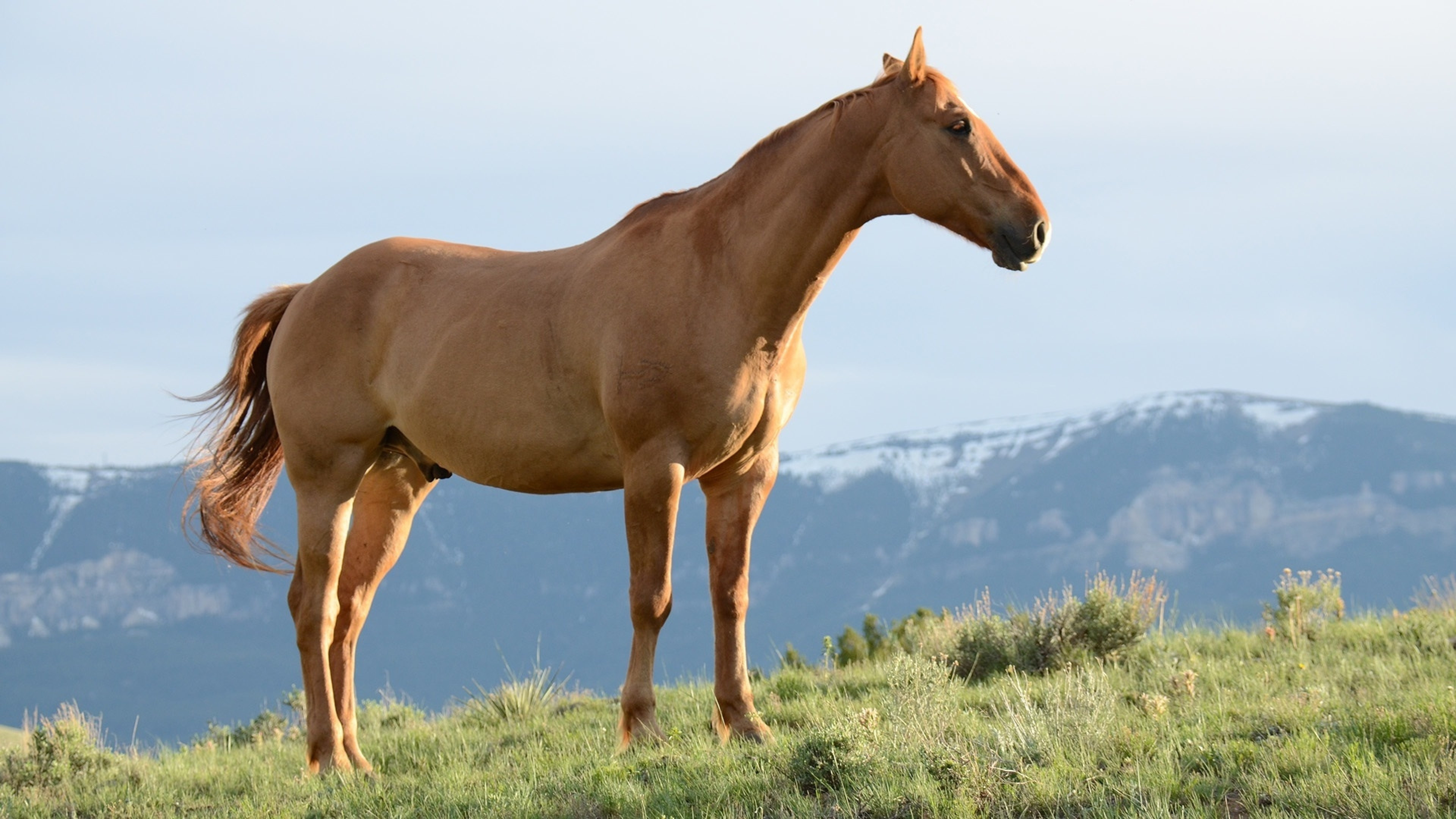 Horse: The American Quarter, A breed that excels at sprinting short distances. 3840x2160 4K Background.